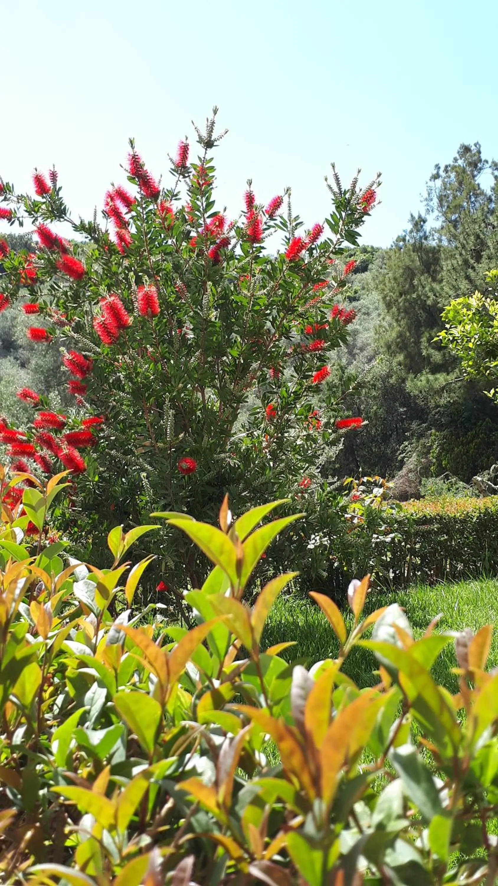 Garden in Anemona Studios