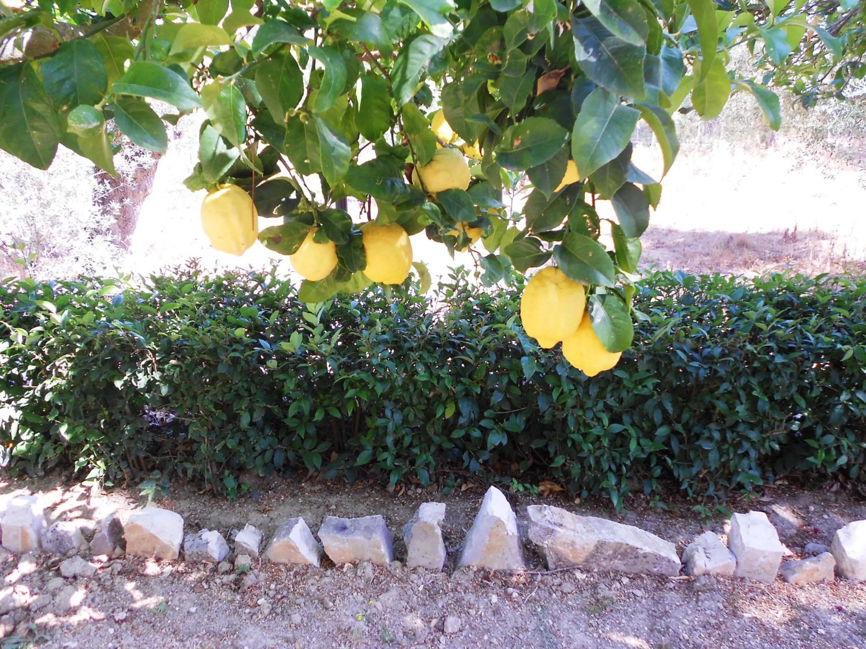 Garden in Anemona Studios