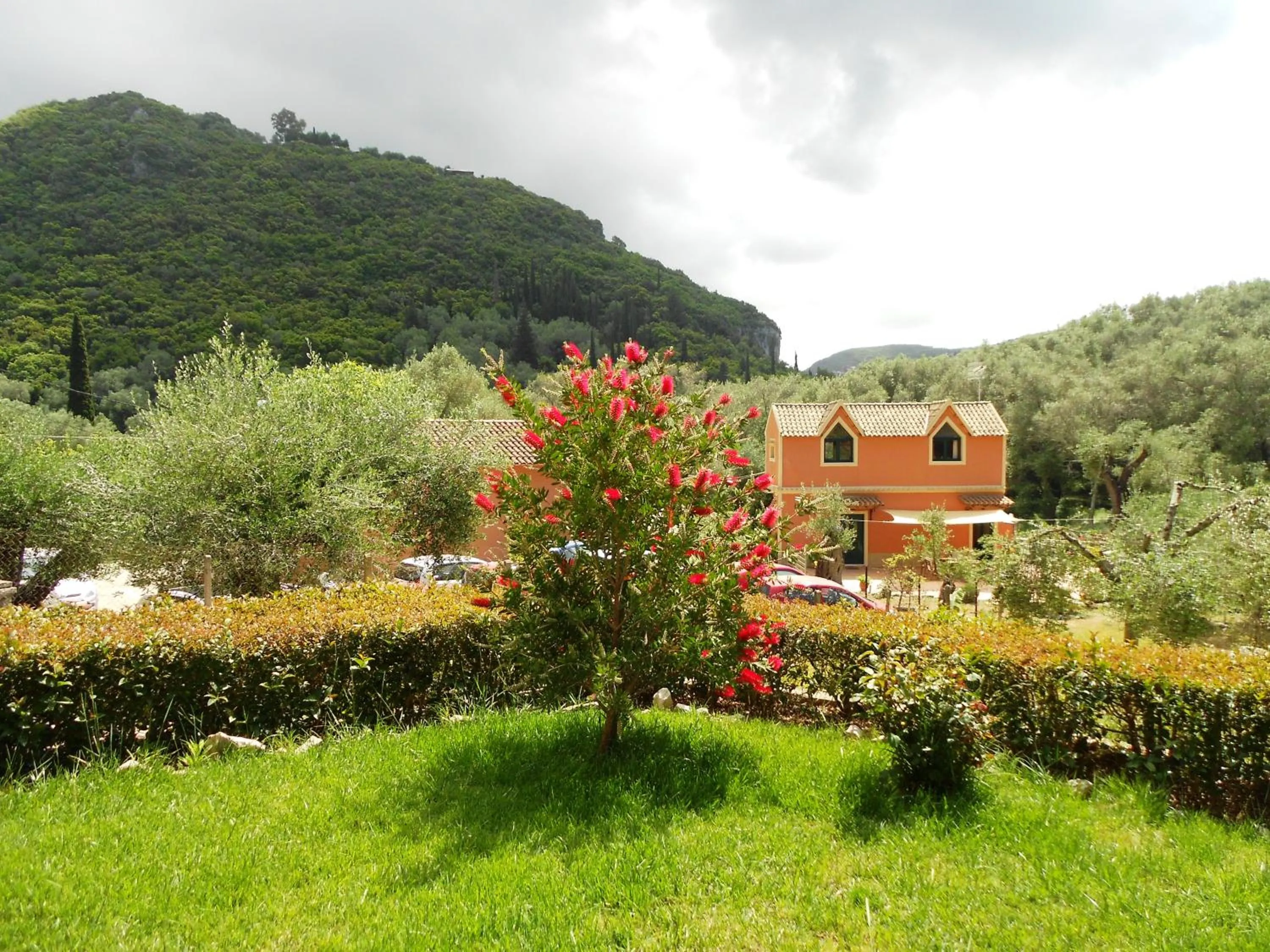 Garden in Anemona Studios
