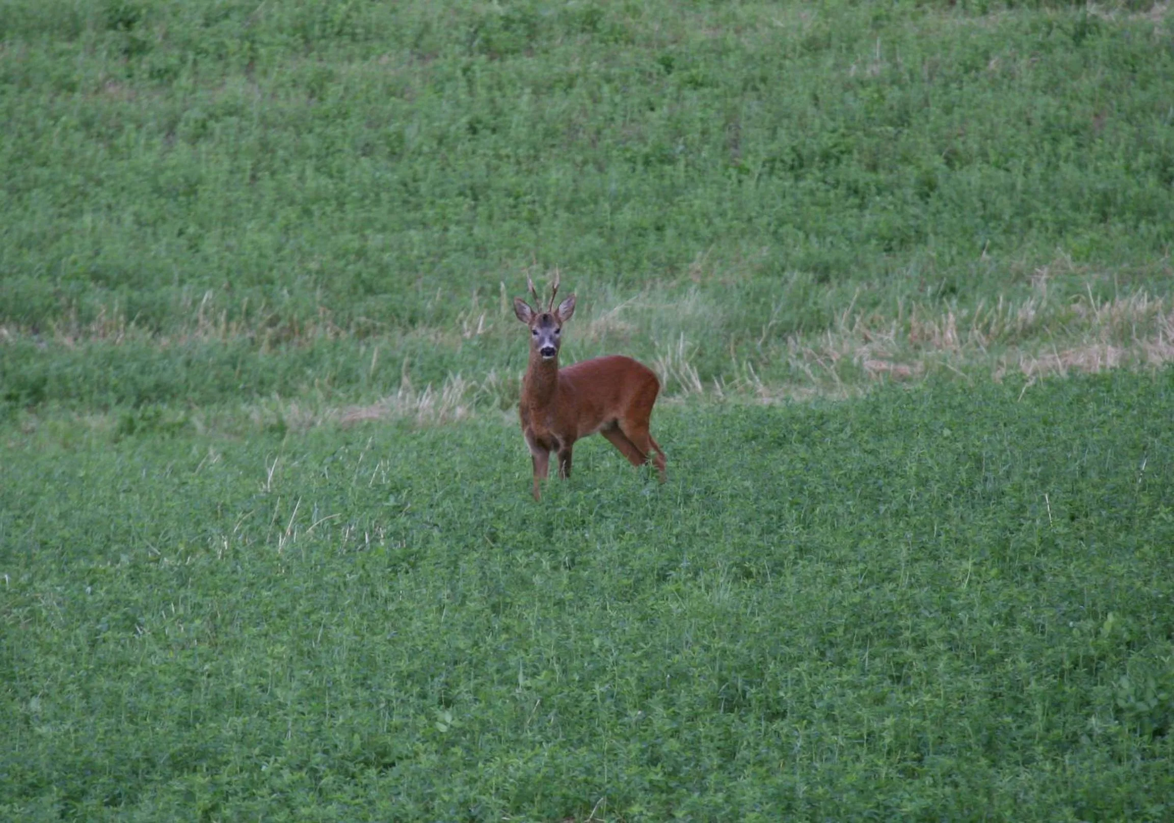 Animals in Il Nido di Gabbiano