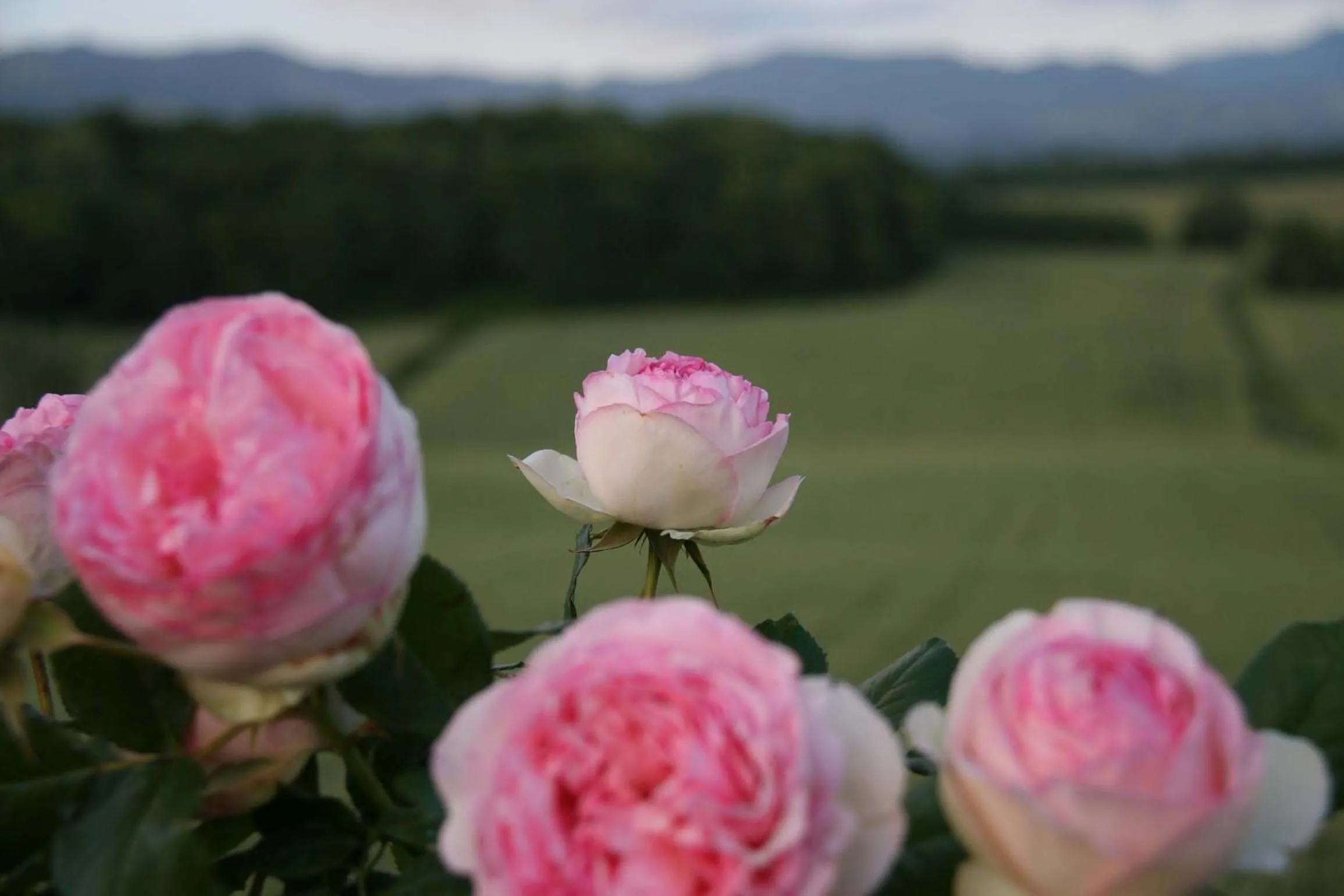 Garden in Il Nido di Gabbiano