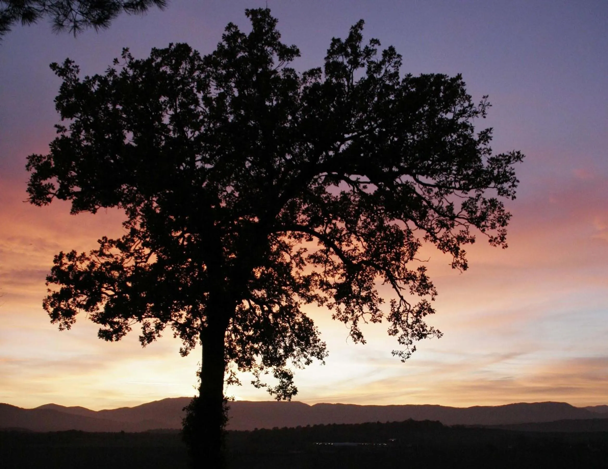Garden in Il Nido di Gabbiano