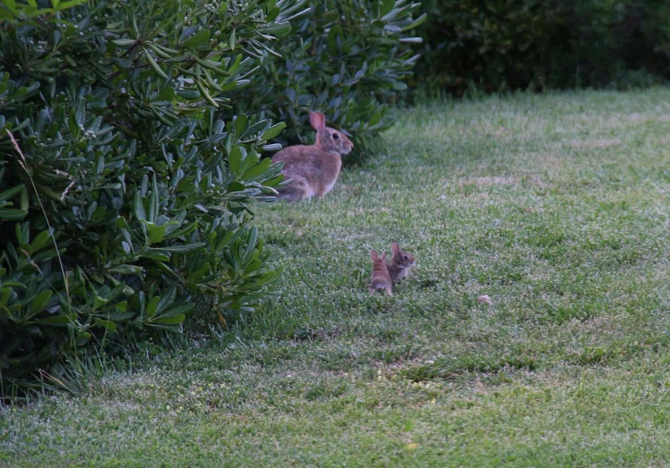 Garden in Il Nido di Gabbiano