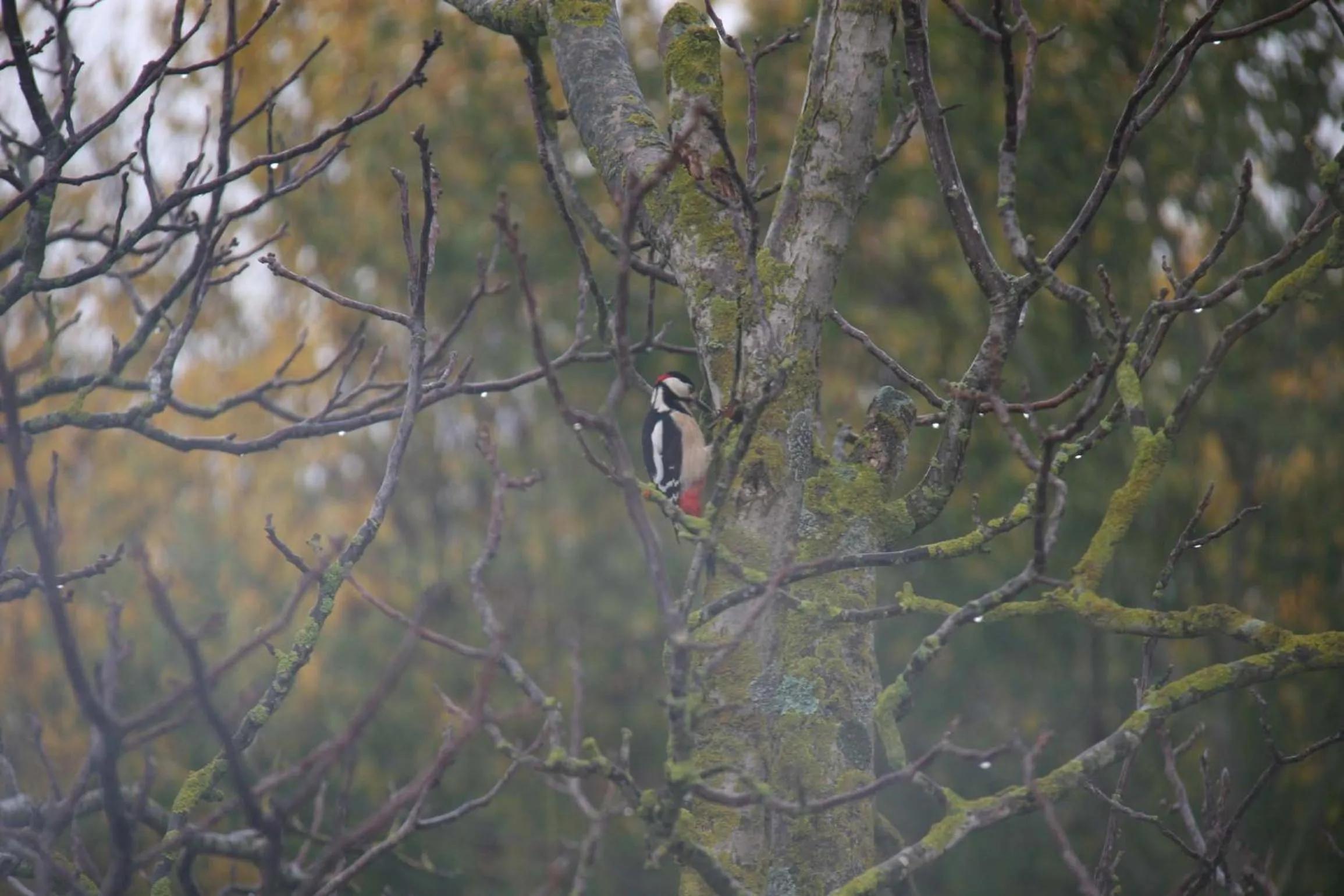 Garden in Il Nido di Gabbiano