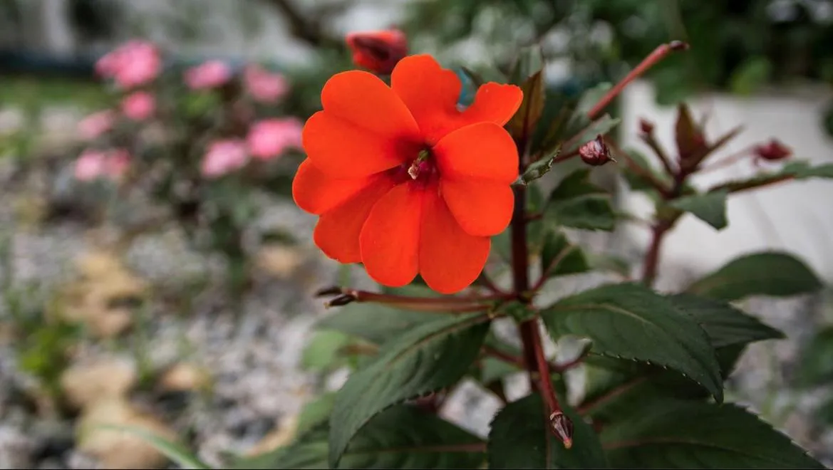 Pousada & Food 3 Abelhas