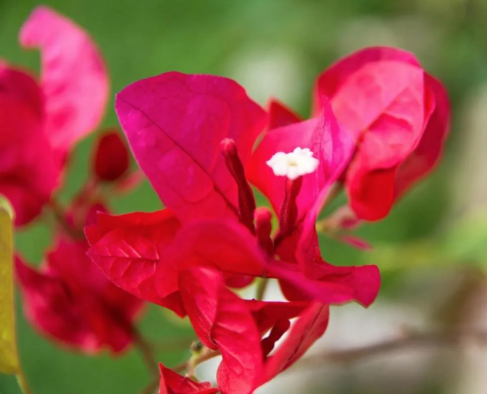 Pousada & Food 3 Abelhas