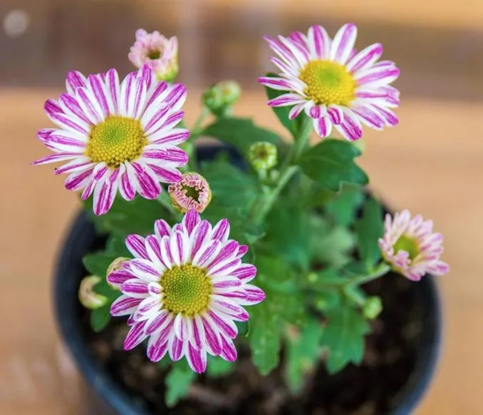 Pousada & Food 3 Abelhas