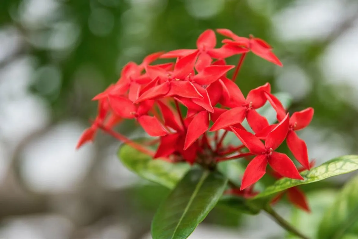 Pousada & Food 3 Abelhas