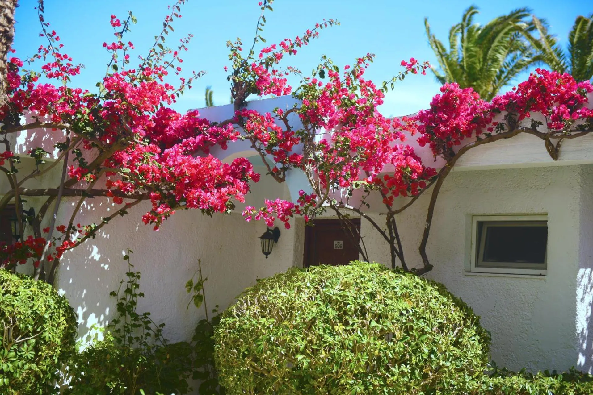 Garden in Blue Horizon