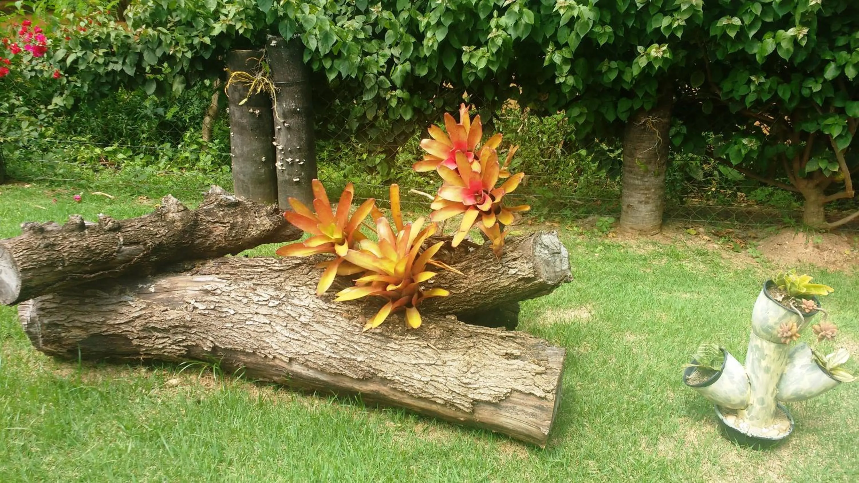 Garden in Hotel Santiago