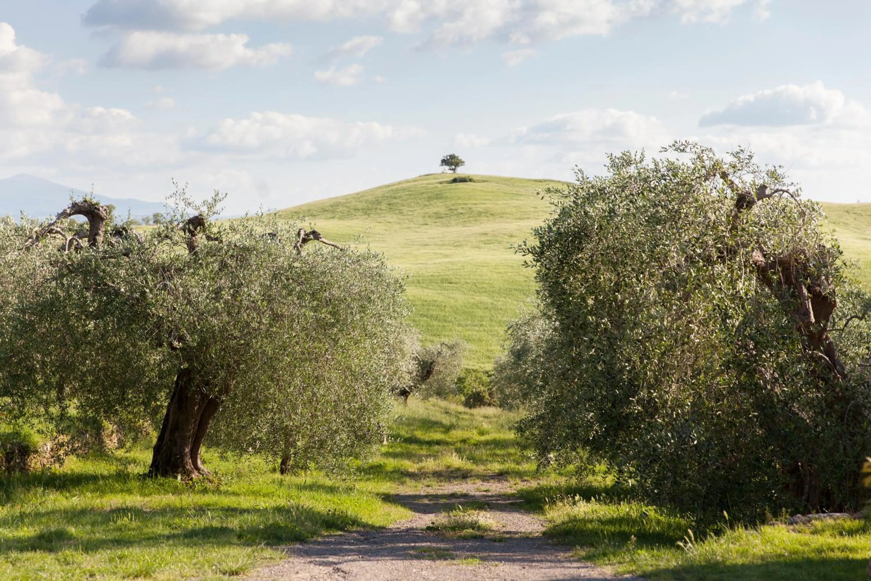 Garden view in Podere Spedalone