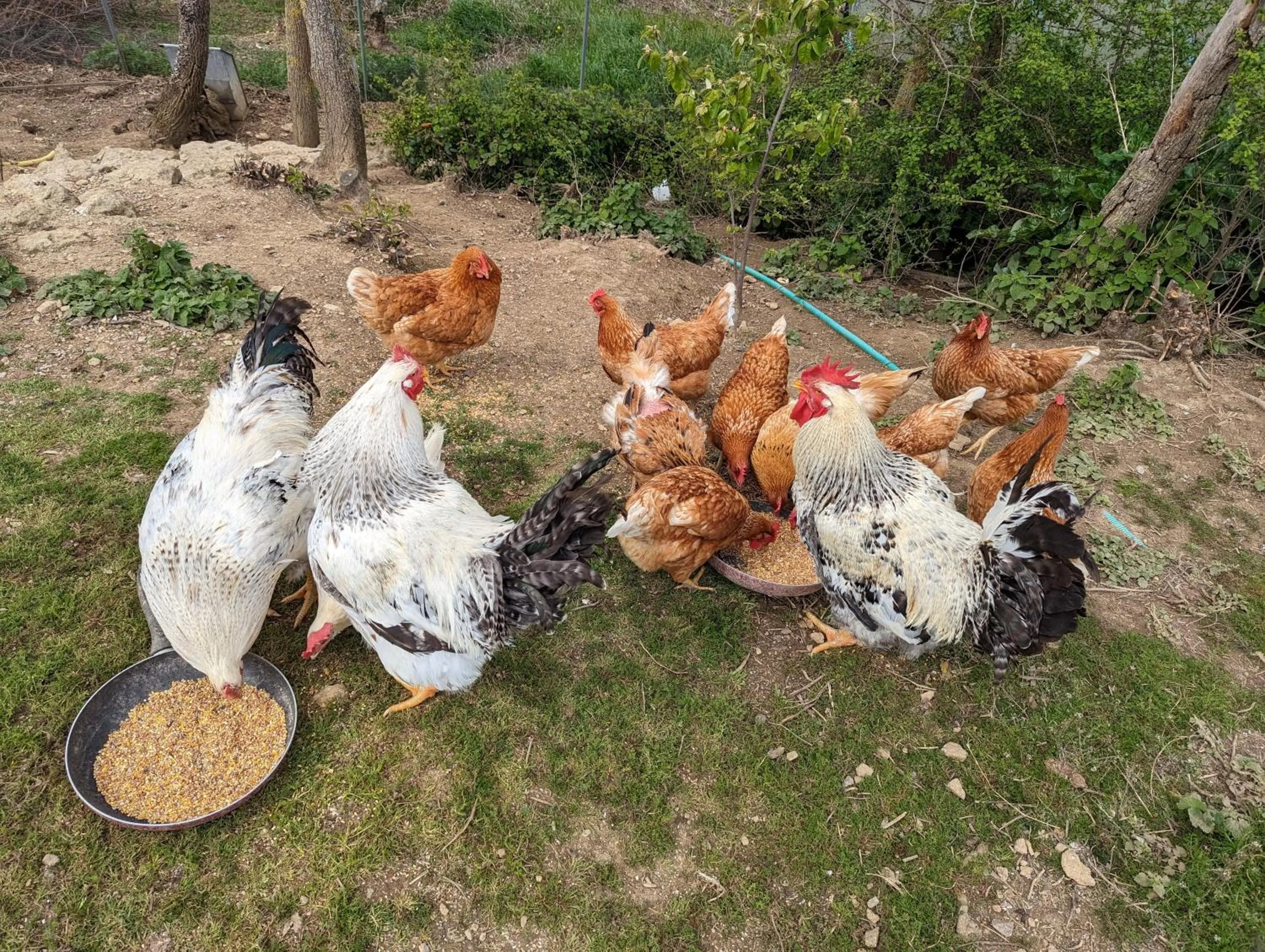 Animals in Podere Spedalone