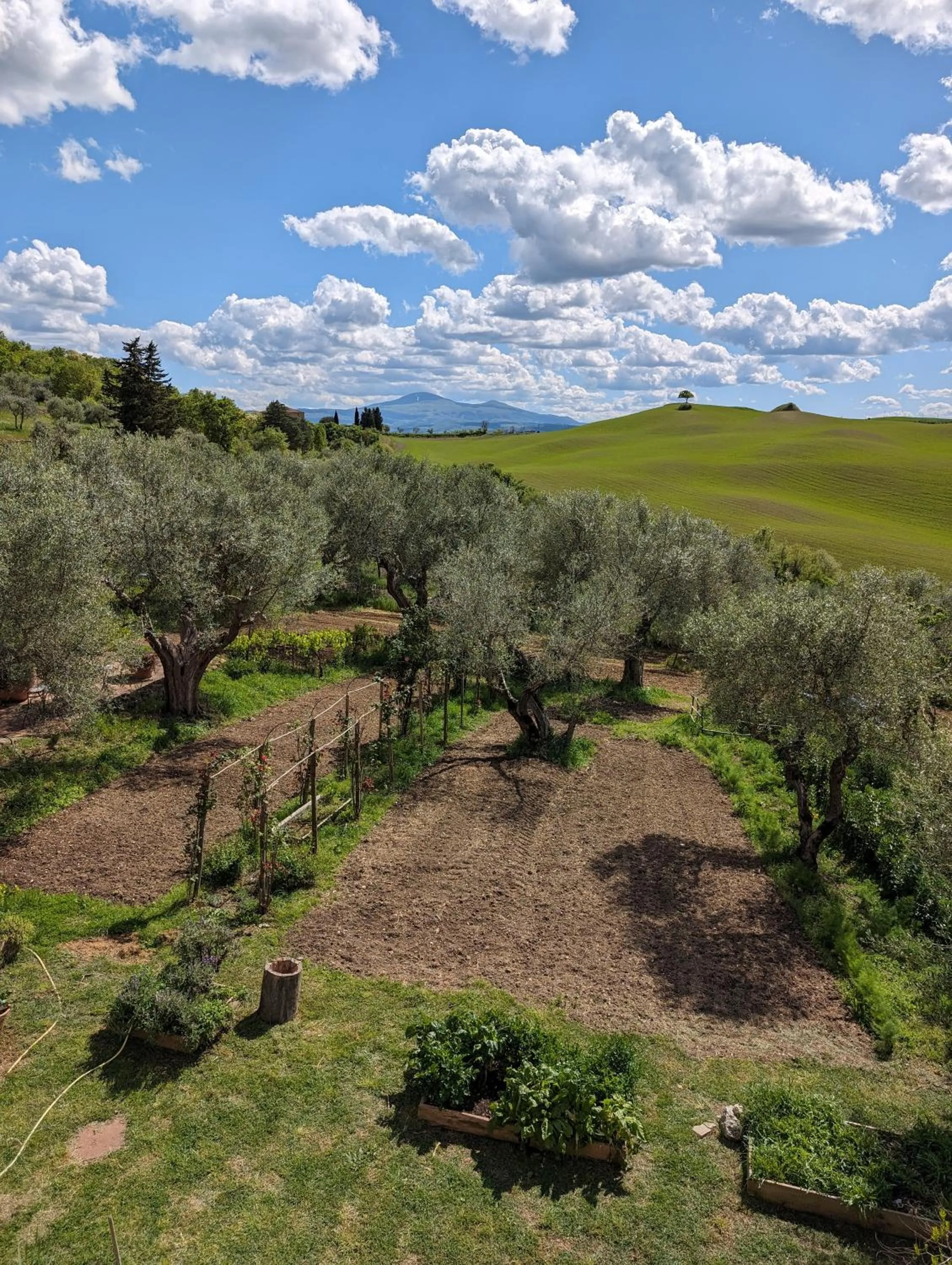 Garden in Podere Spedalone