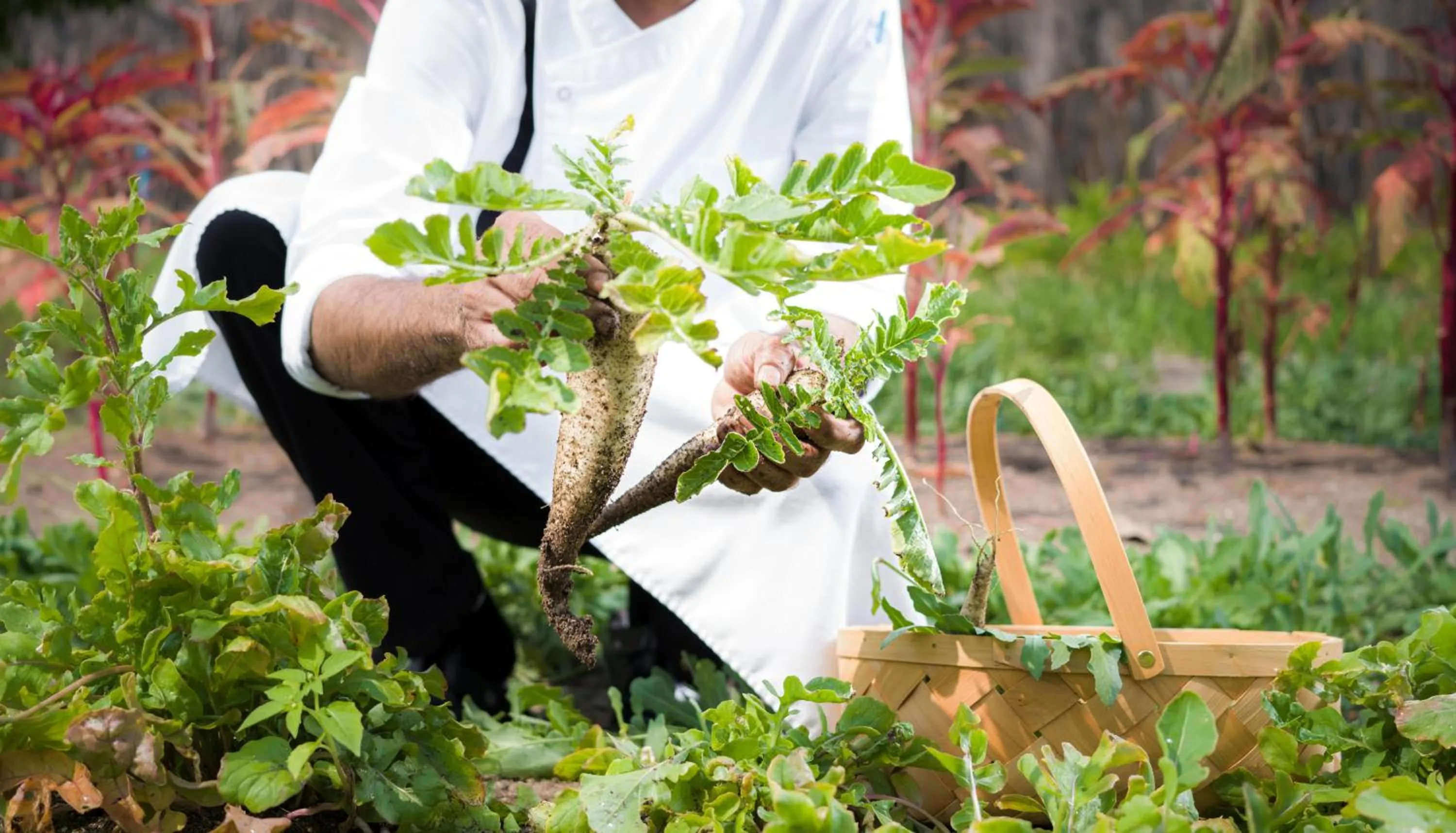 Garden in JA Manafaru, The Real Maldives - Complimentary Seaplane for 7 nights and more - Stay period until 23 Dec 2025