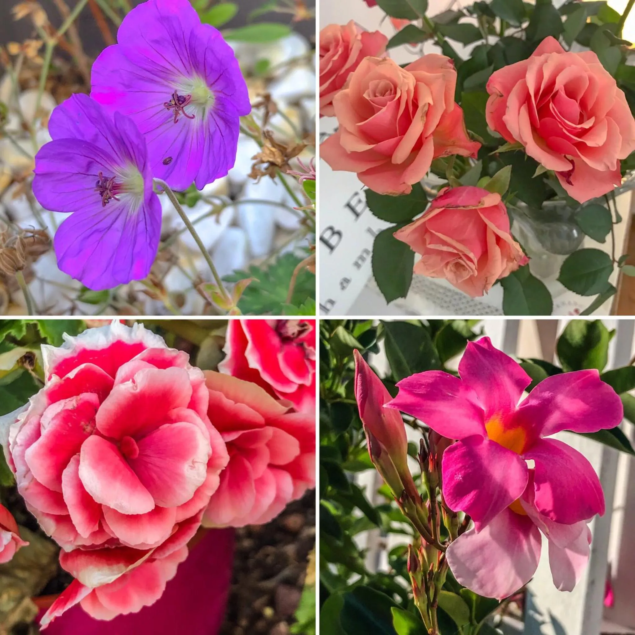 Other in La Dormance