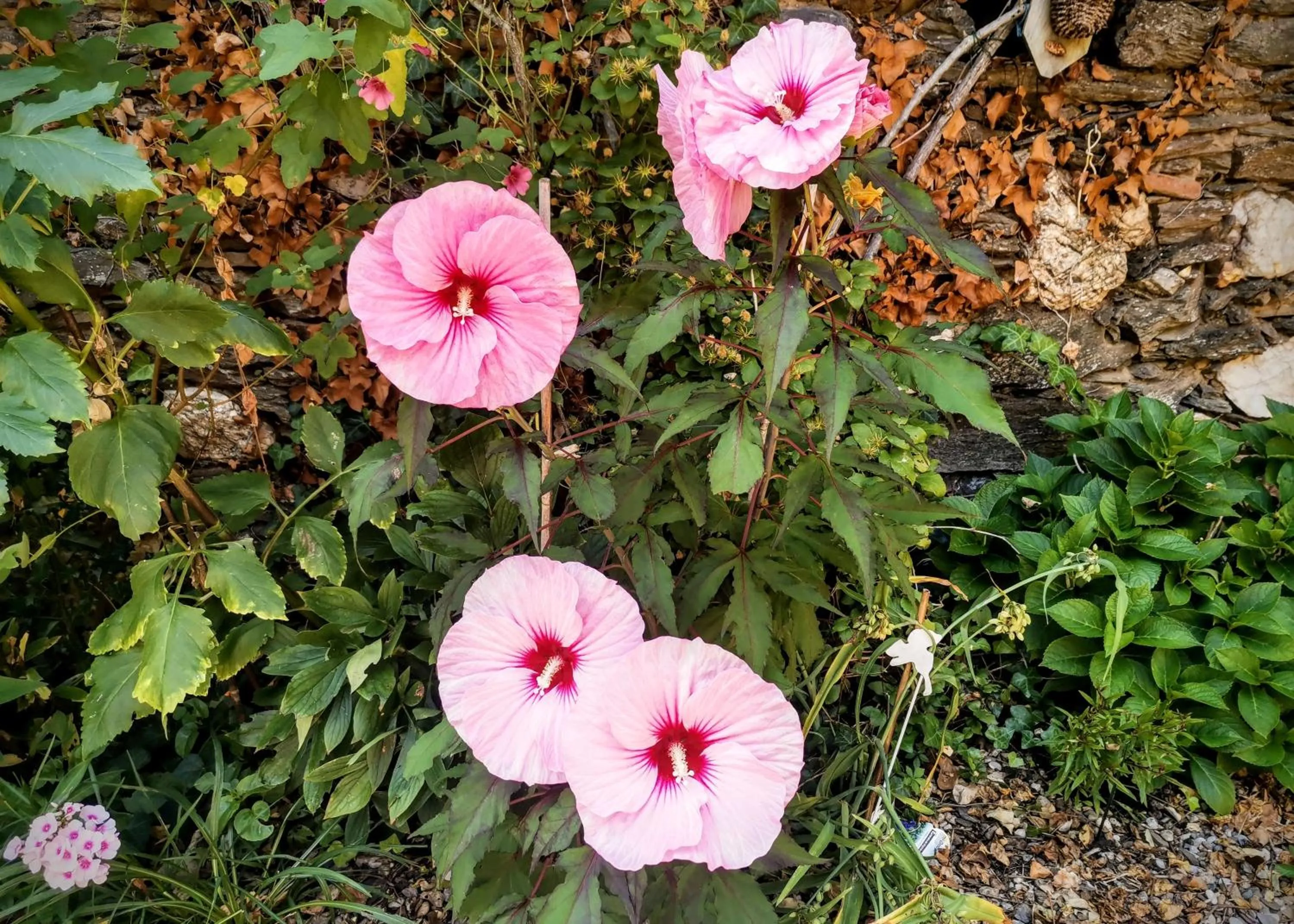 Garden in Chambres d'Hôtes Le Puits d'Amour