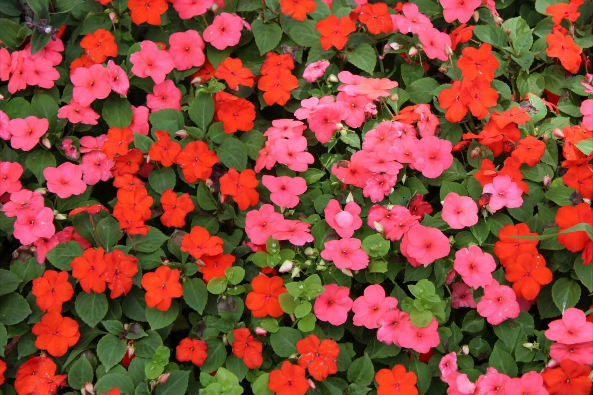 Other in Hotel Rideamus