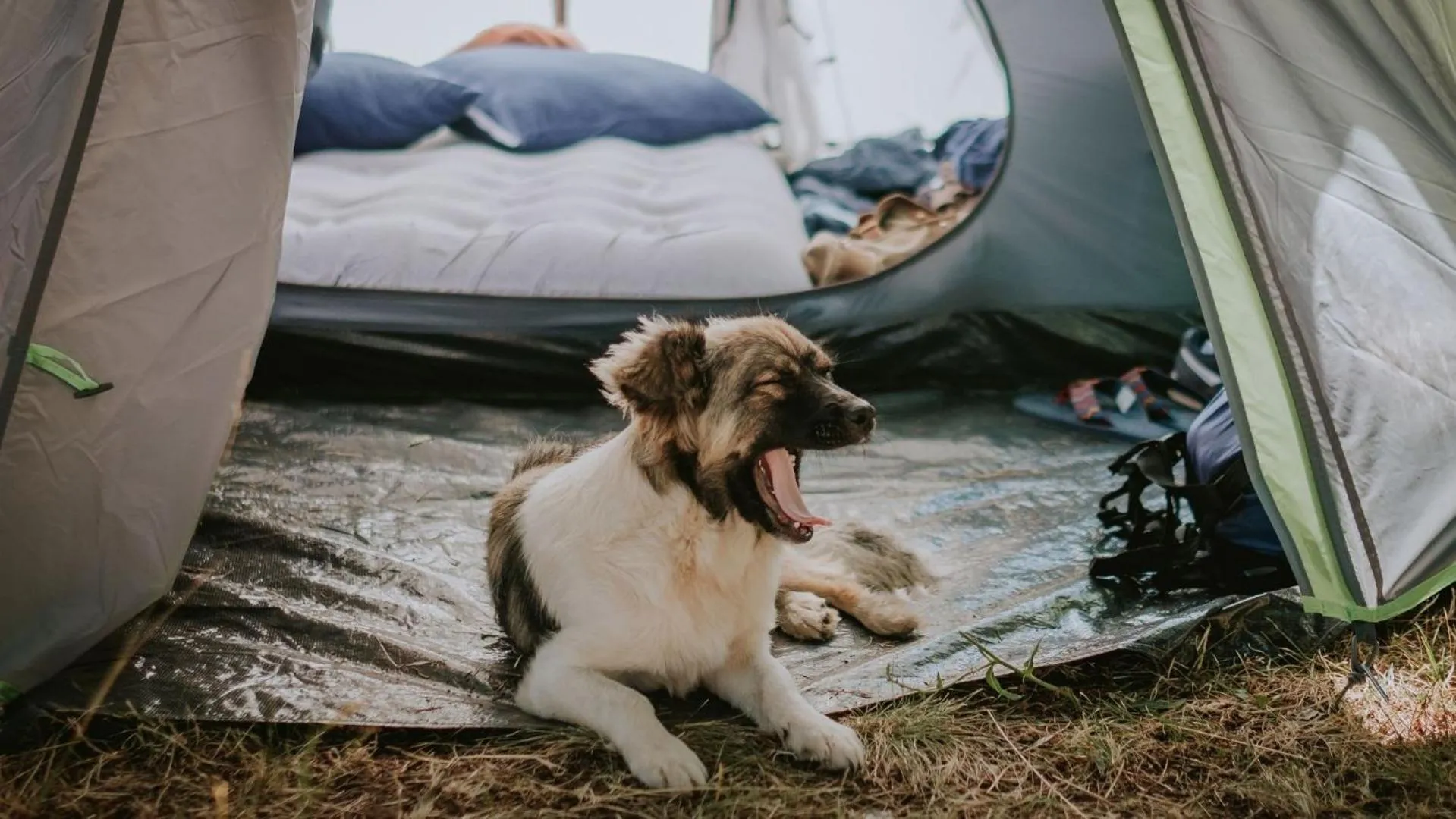 Pets in Tasman Holiday Parks - Beachaven