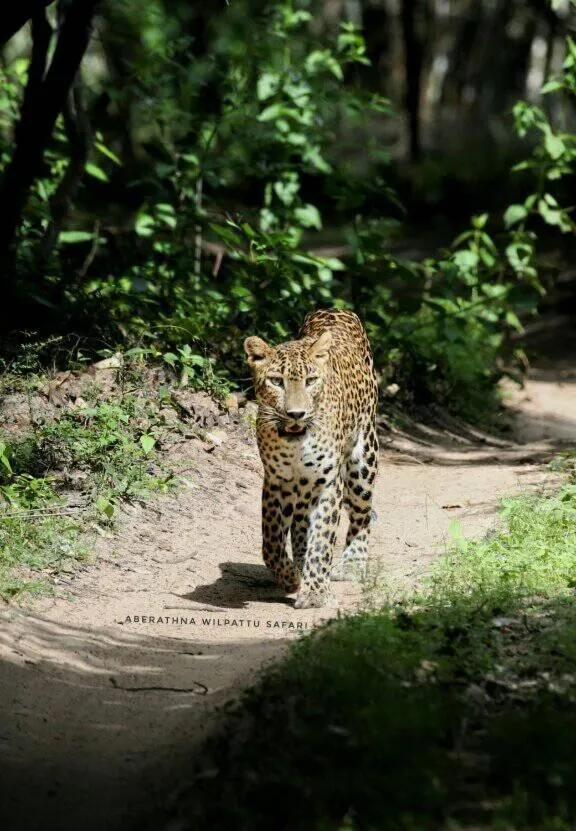 Animals in Divine Villa