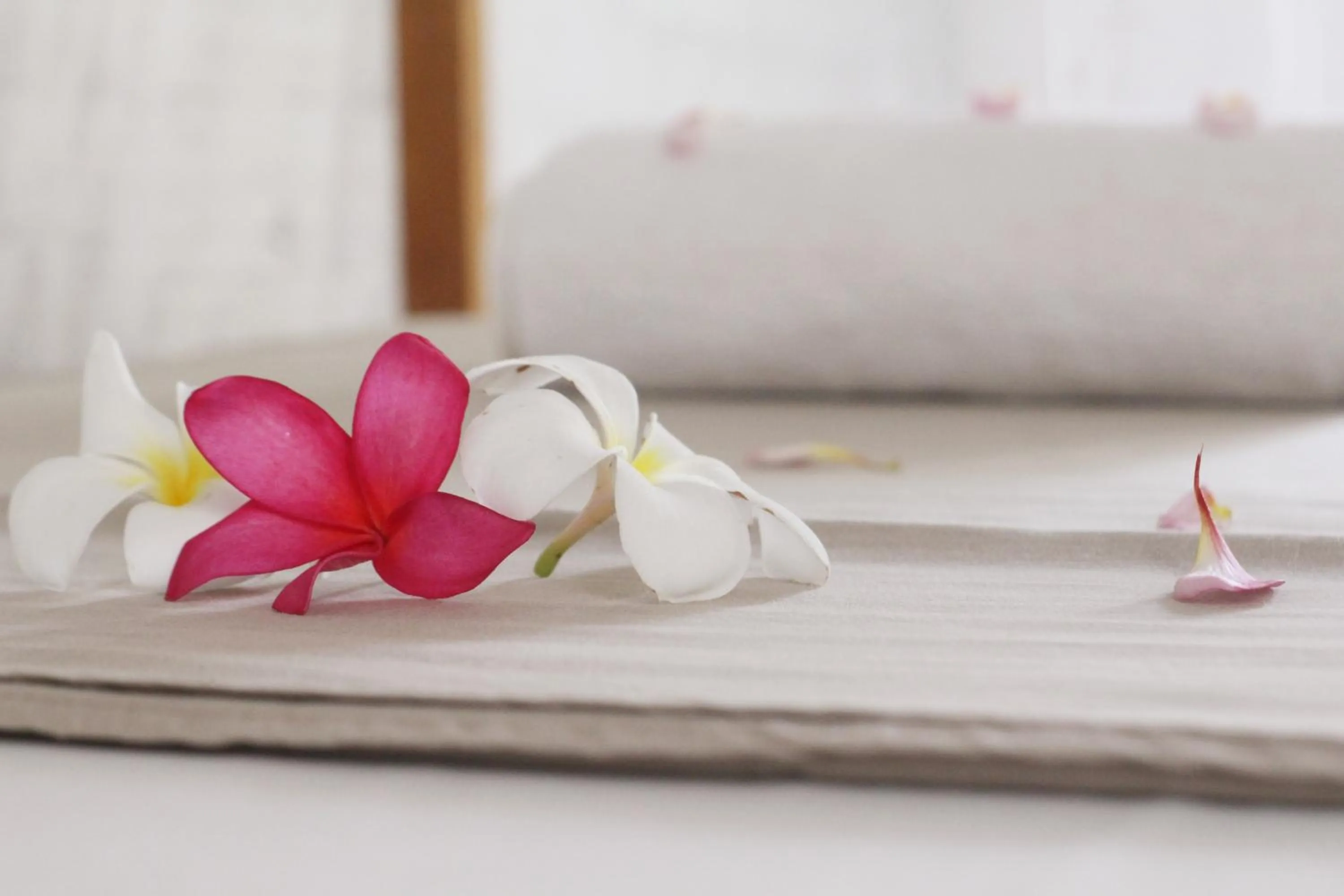 Jungle House - surf & stay