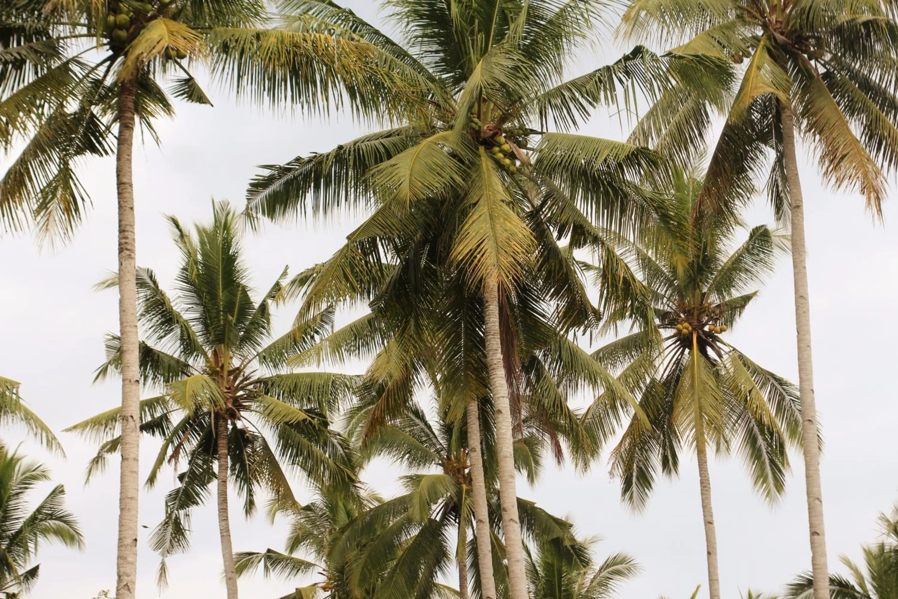 Jungle House - surf & stay