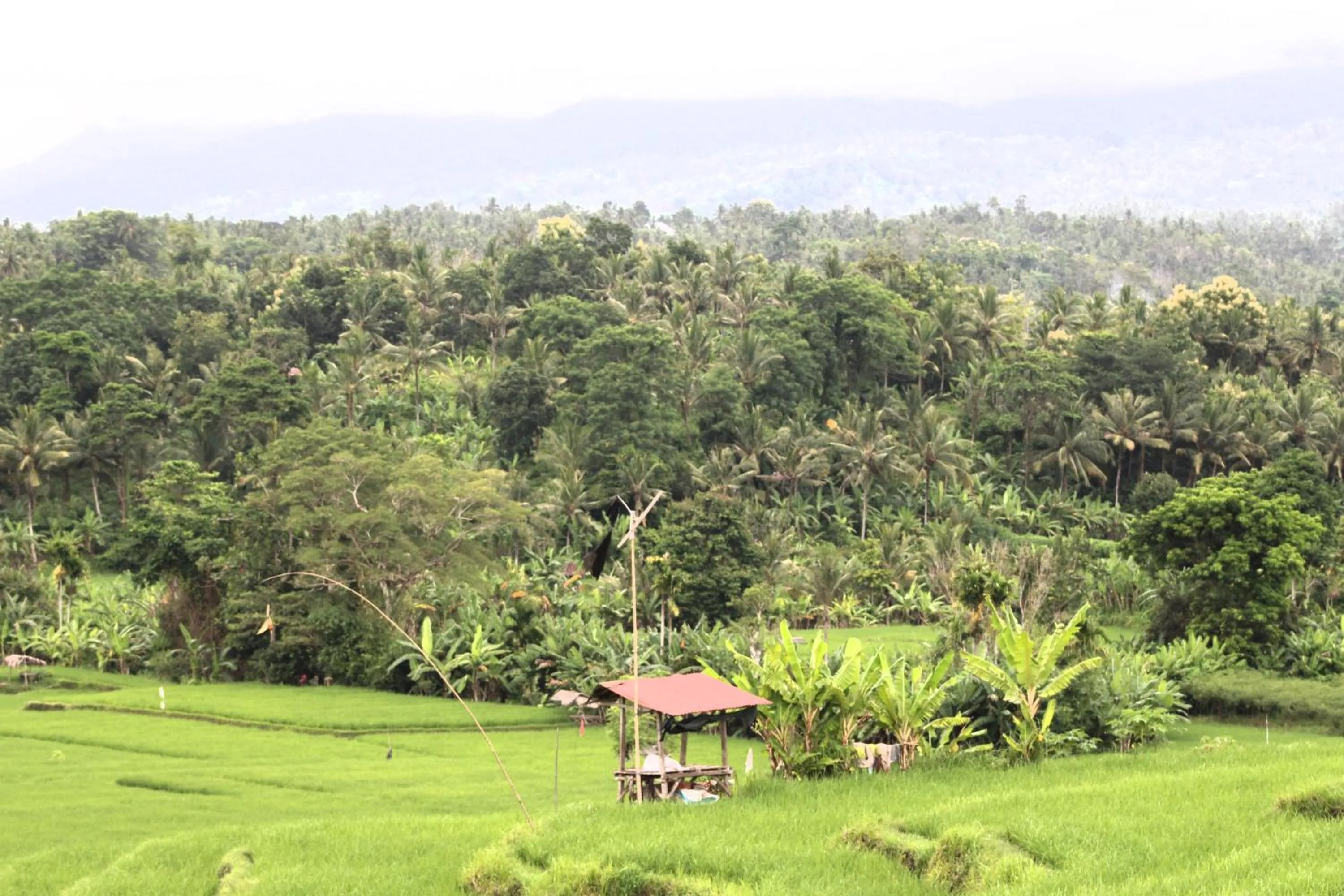 Jungle House - surf & stay