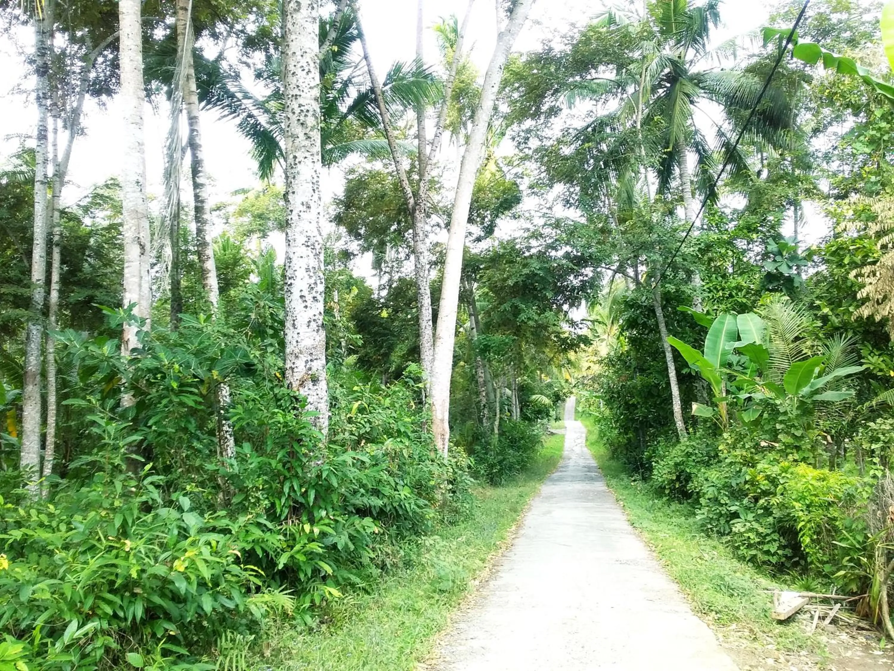 Jungle House - surf & stay