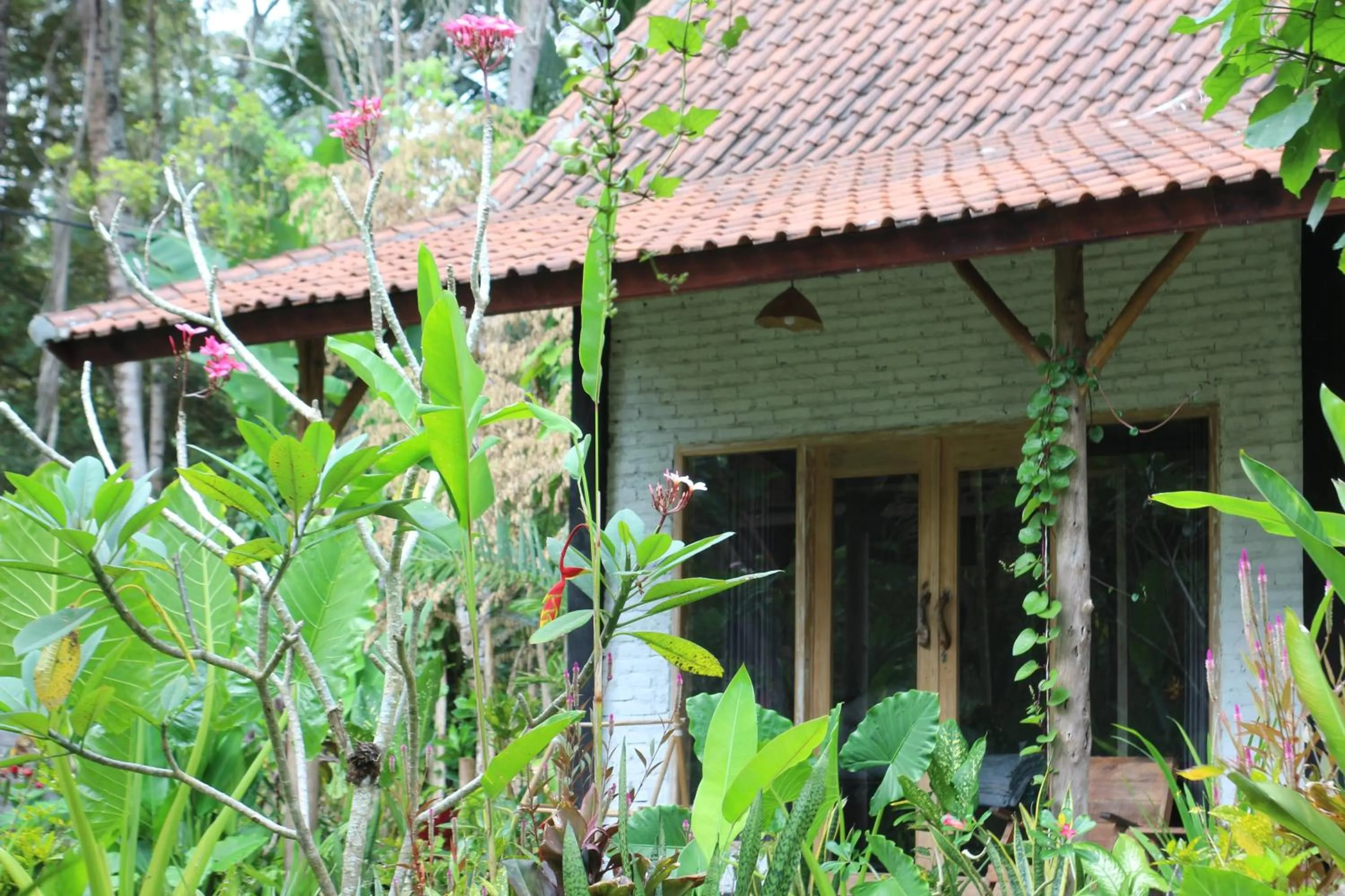 Jungle House - surf & stay