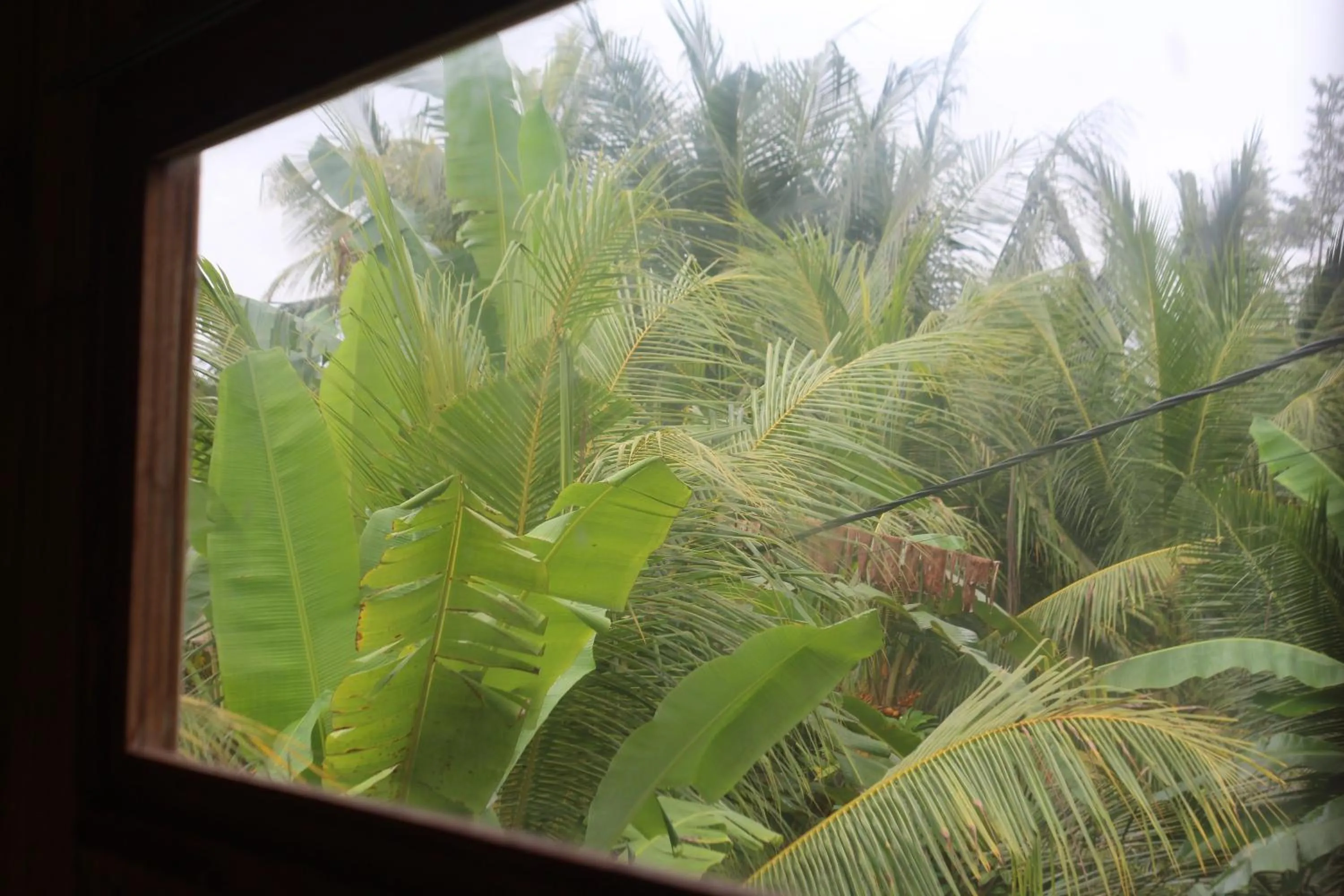 Jungle House - surf & stay