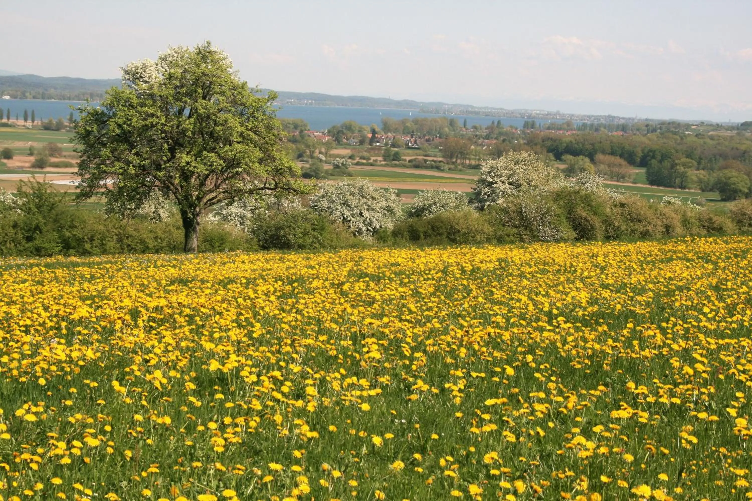 Natural landscape in Sternen Bohlingen Aparthotel