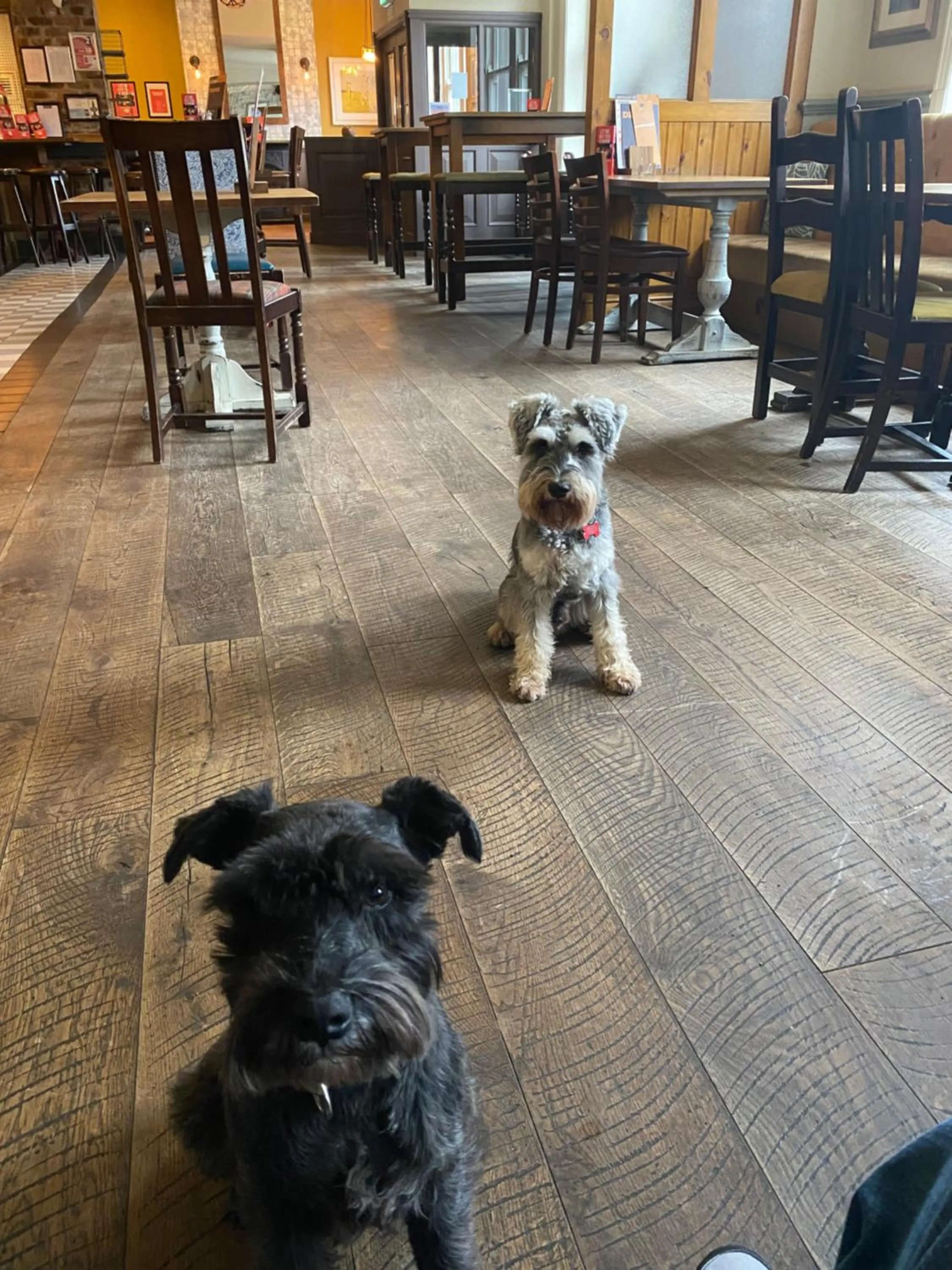 Pets in The Black Hat