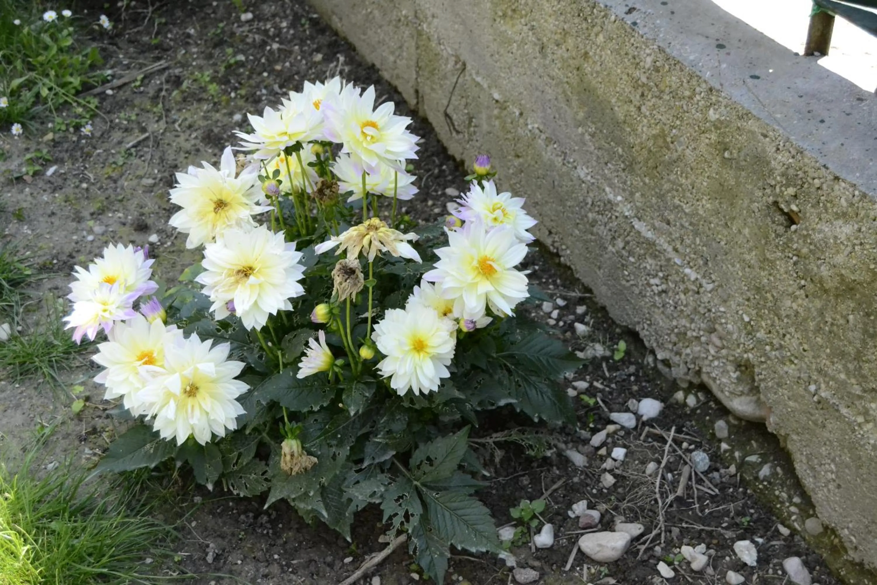 Garden in Il Sole e la Luna B&B in Garda