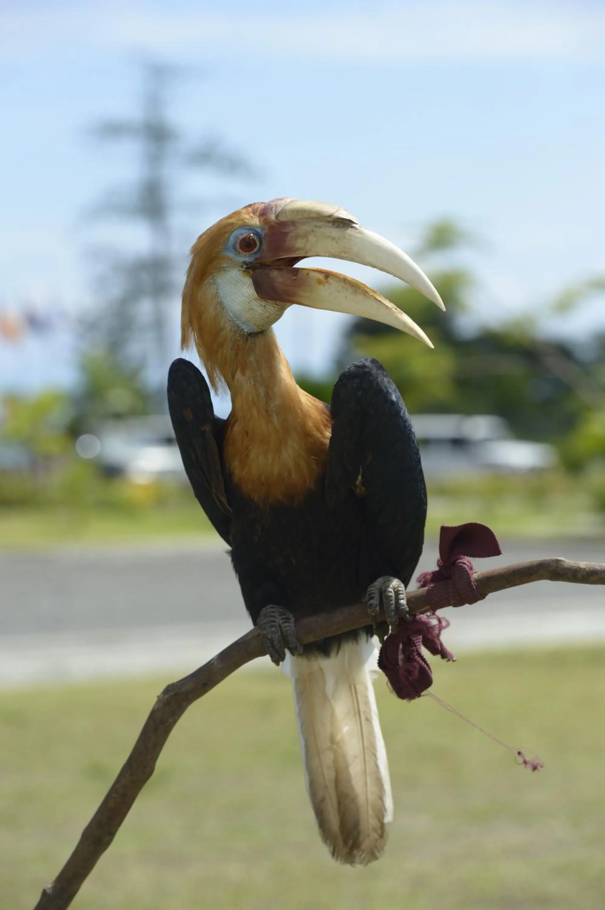 On site in Gazelle International Hotel