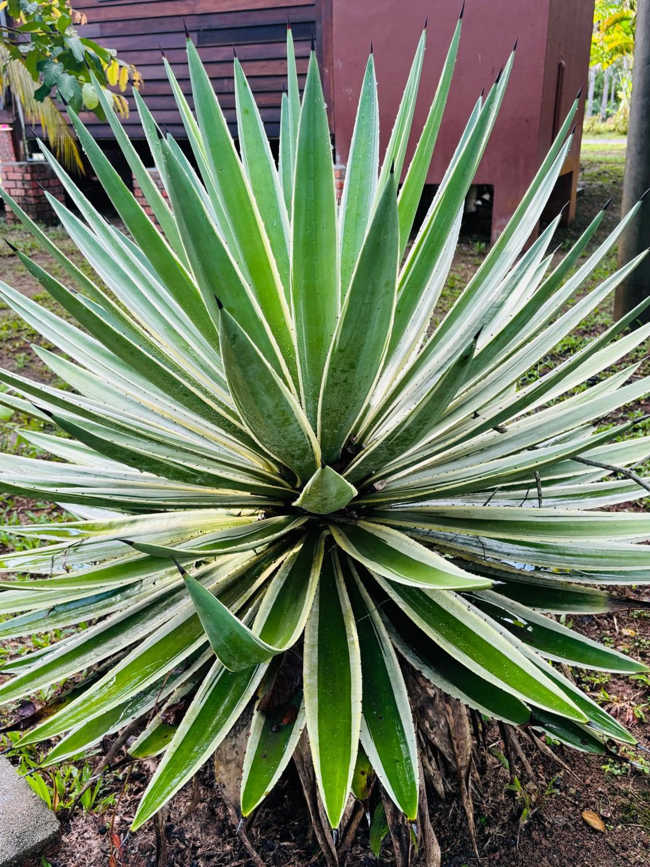 Padimas Villa @Datai Valley