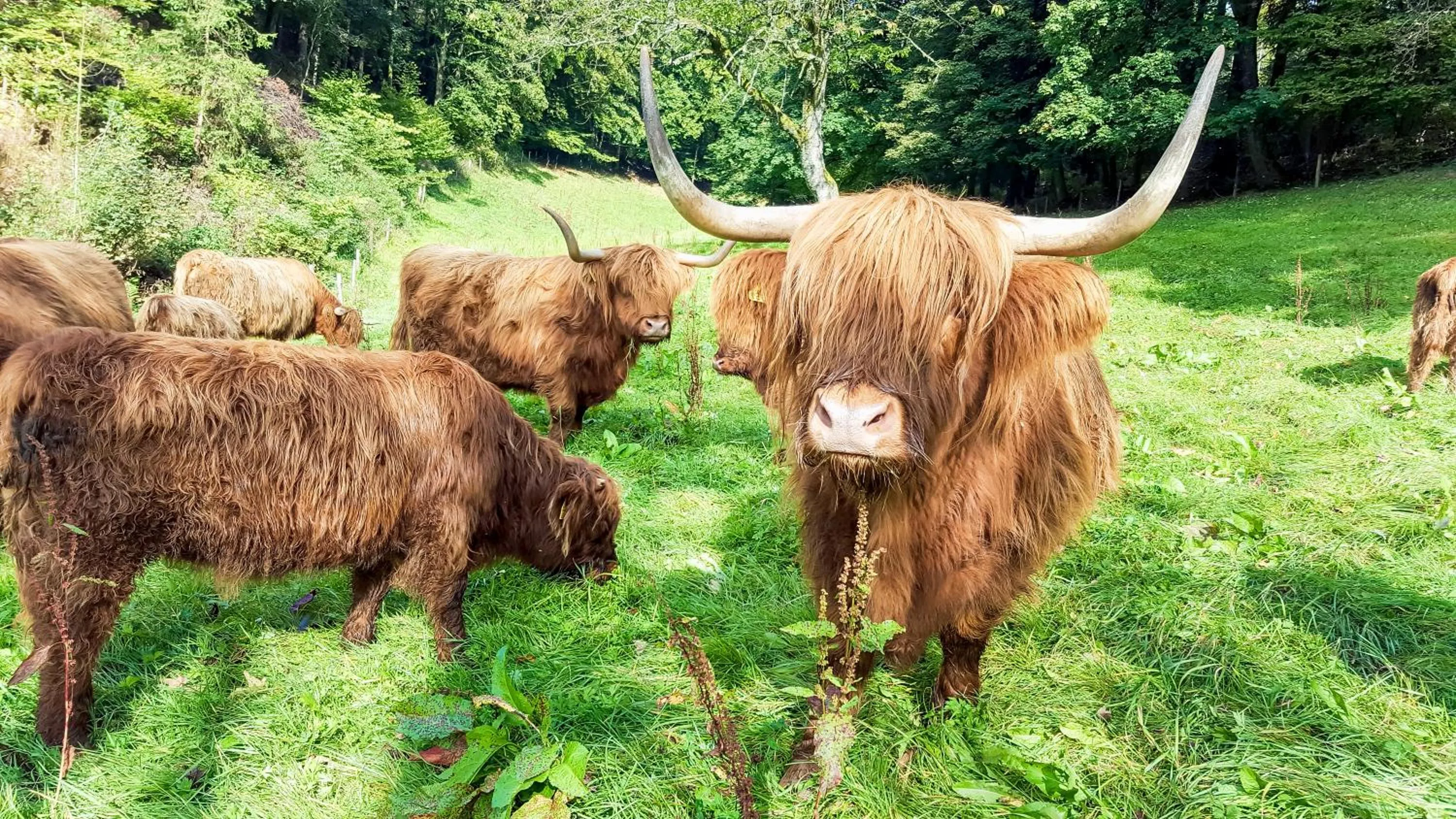 Hiking in Gasthof Braun
