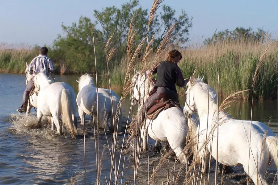 Hôtel Le Neptune en Camargue