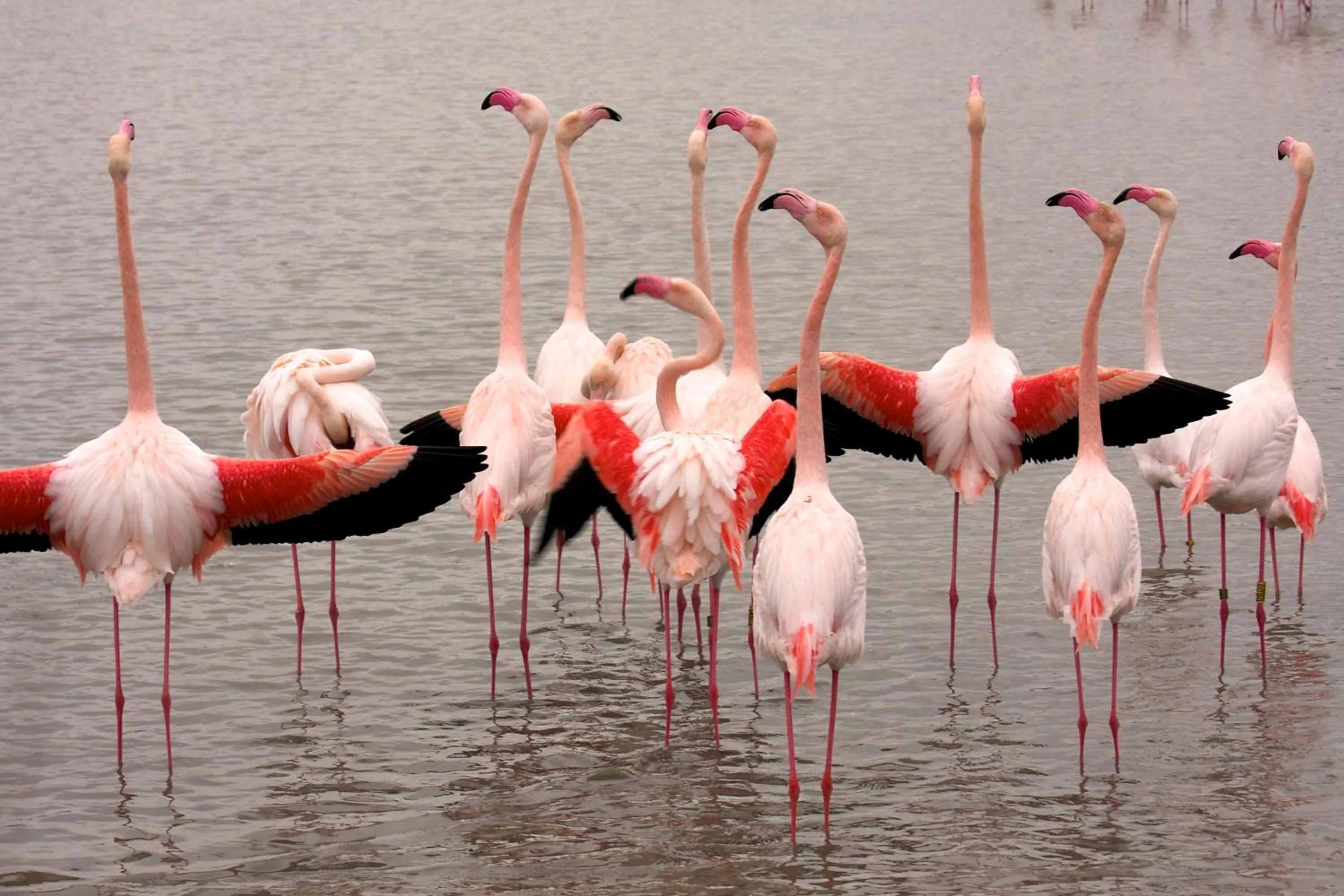 Nearby landmark in Hôtel Le Neptune en Camargue