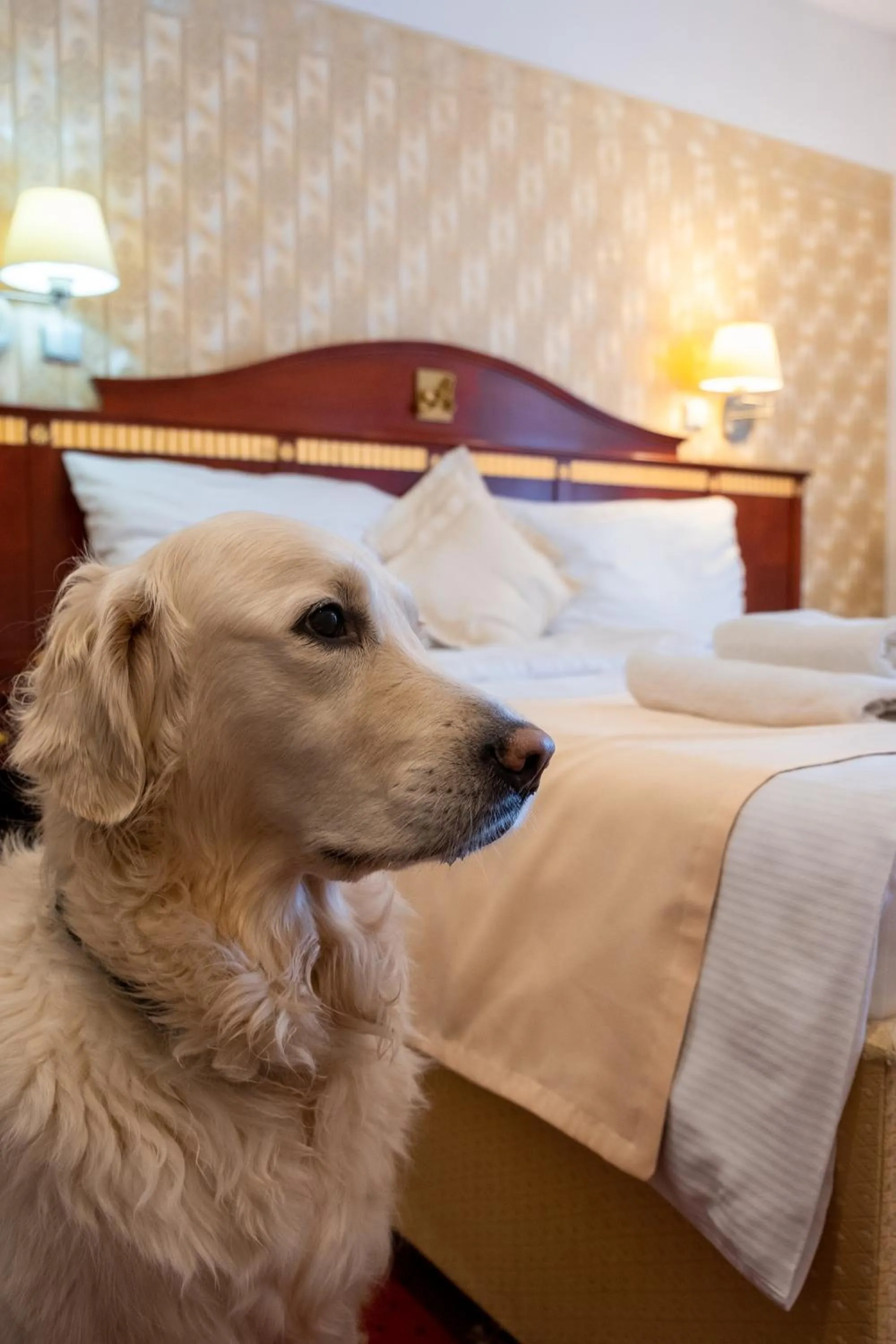 Animals, Bed in Hotel Tommy Wellness & Spa