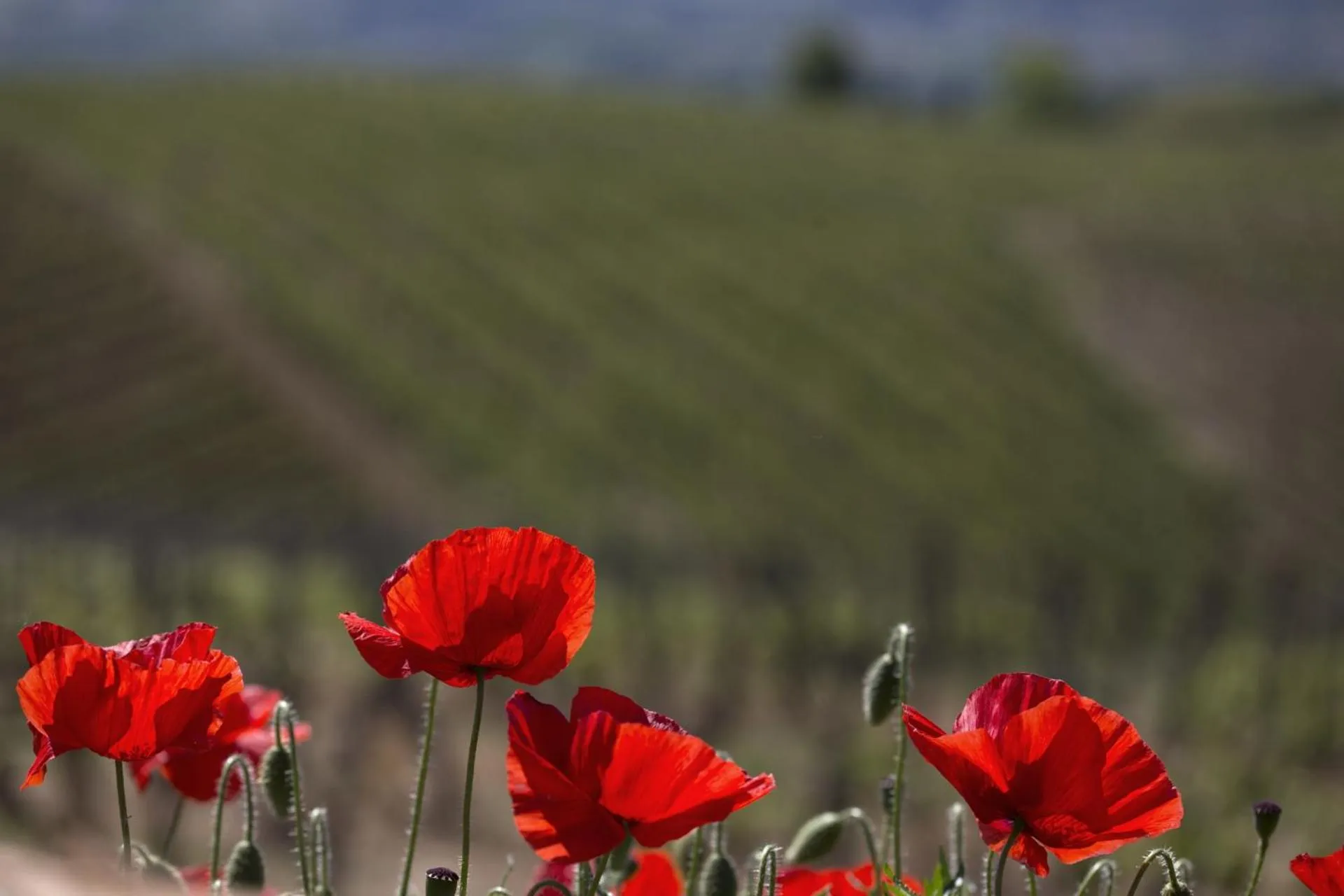 View (from property/room) in Cascina Marcantonio