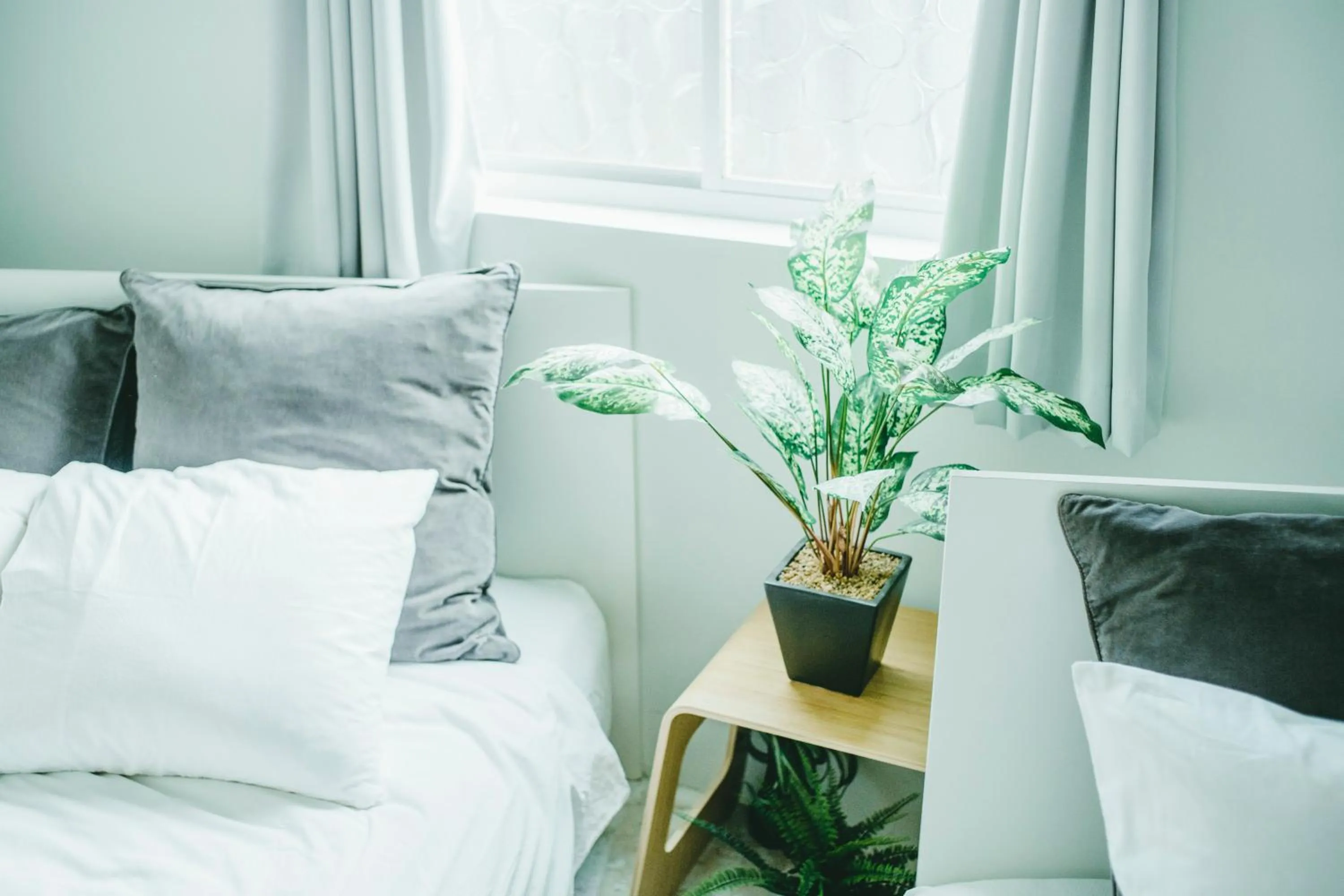 Bed in Hippo Hostel and Cafe Bar