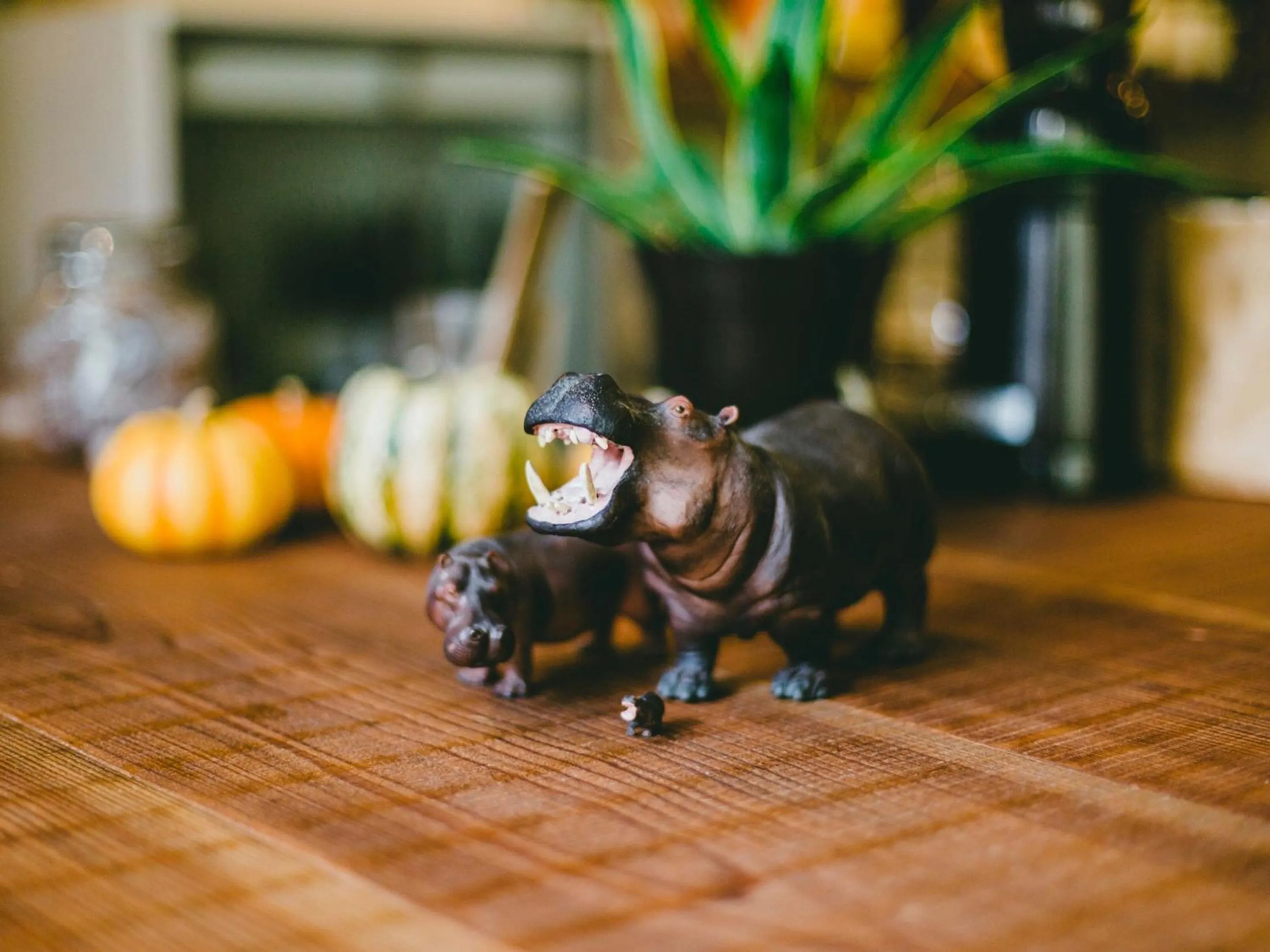 Lounge or bar in Hippo Hostel and Cafe Bar