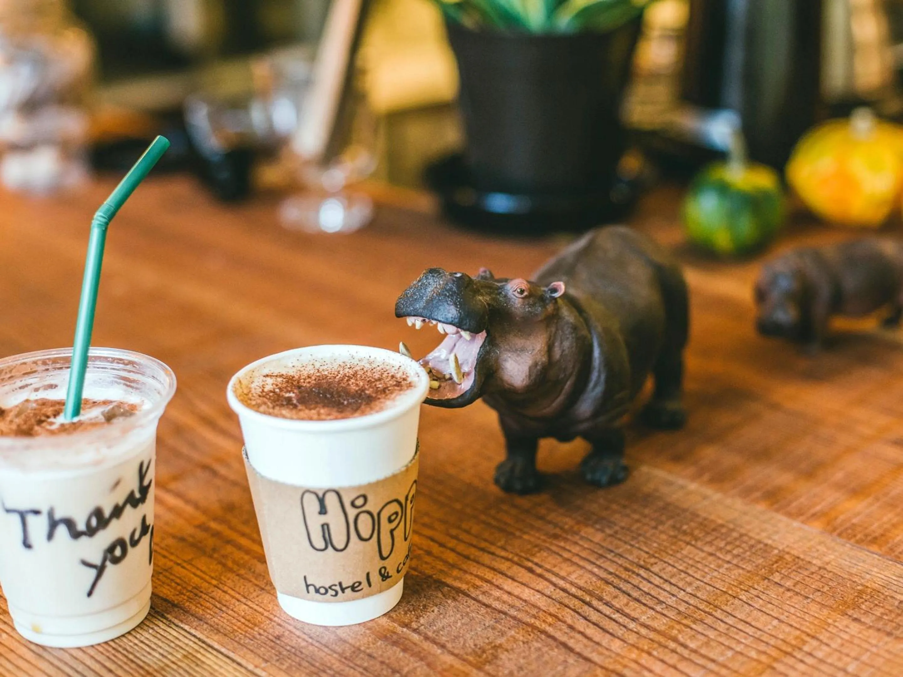 Lounge or bar in Hippo Hostel and Cafe Bar