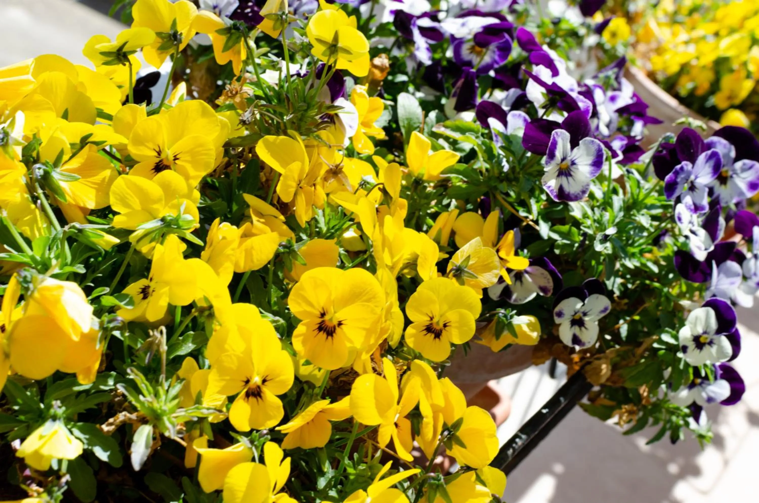 Casa Gentile Carducci