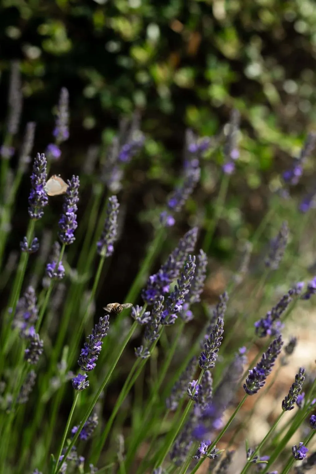Garden view in LA FERME DE LA HUPPE