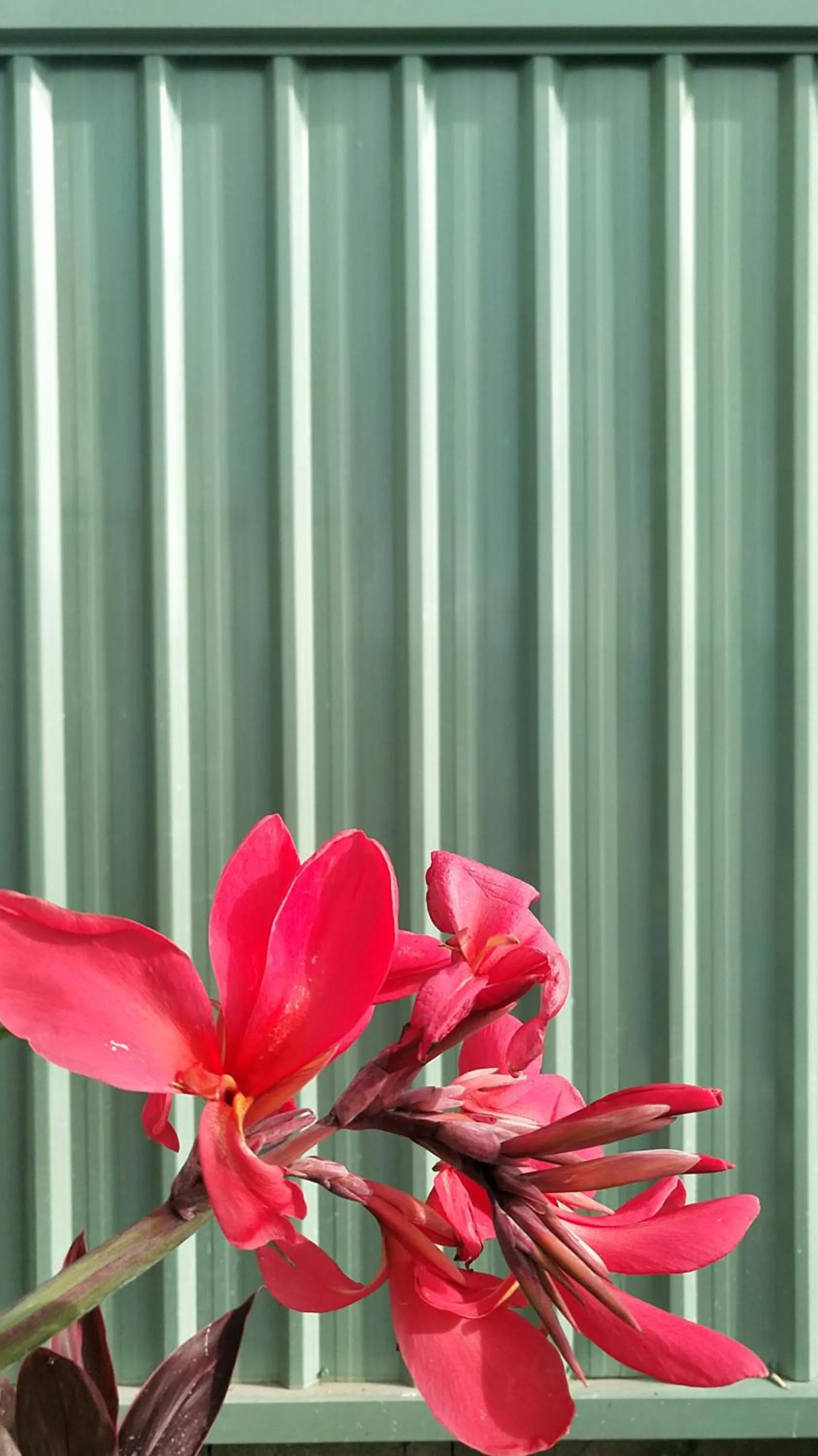 Garden in beHOME Phuket