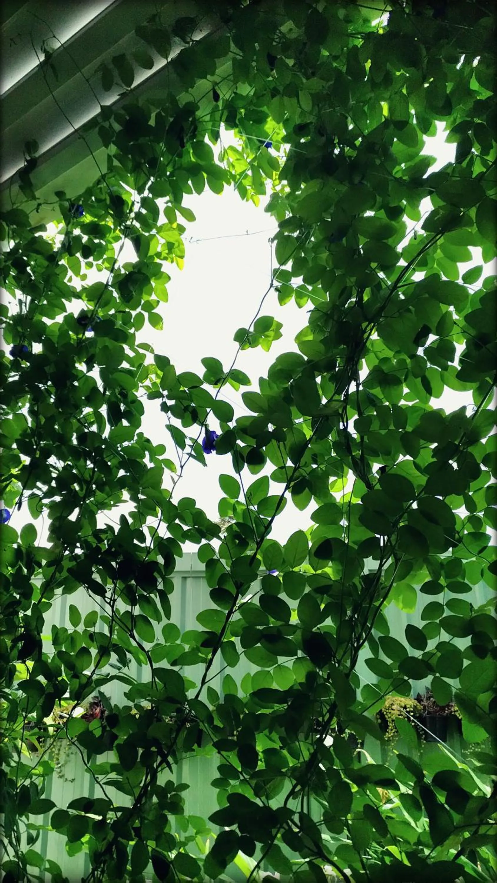 Garden in beHOME Phuket