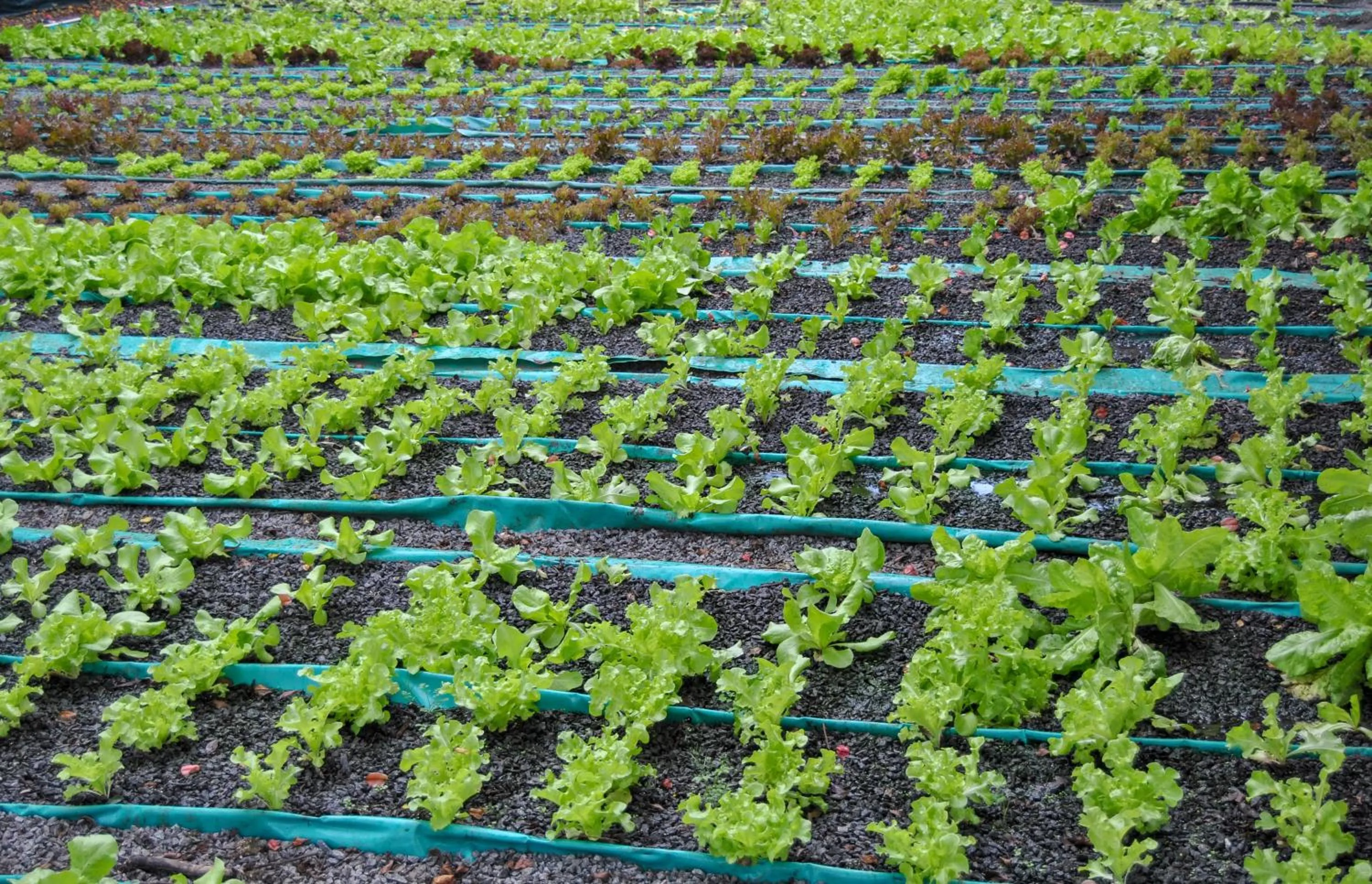 Entertainment in Hamilton Urban Farm Guest House