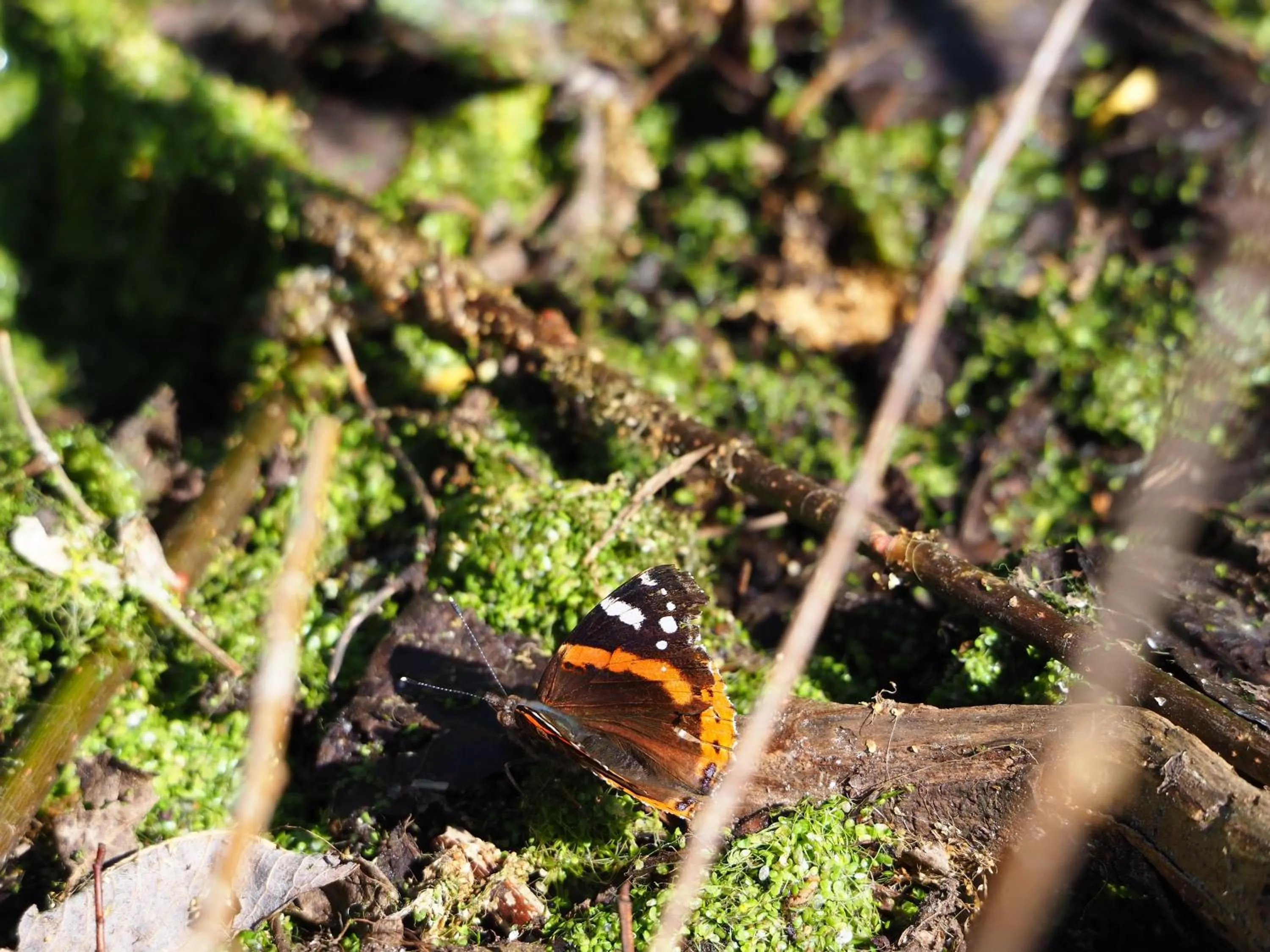 Animals in BnB De Peelvos