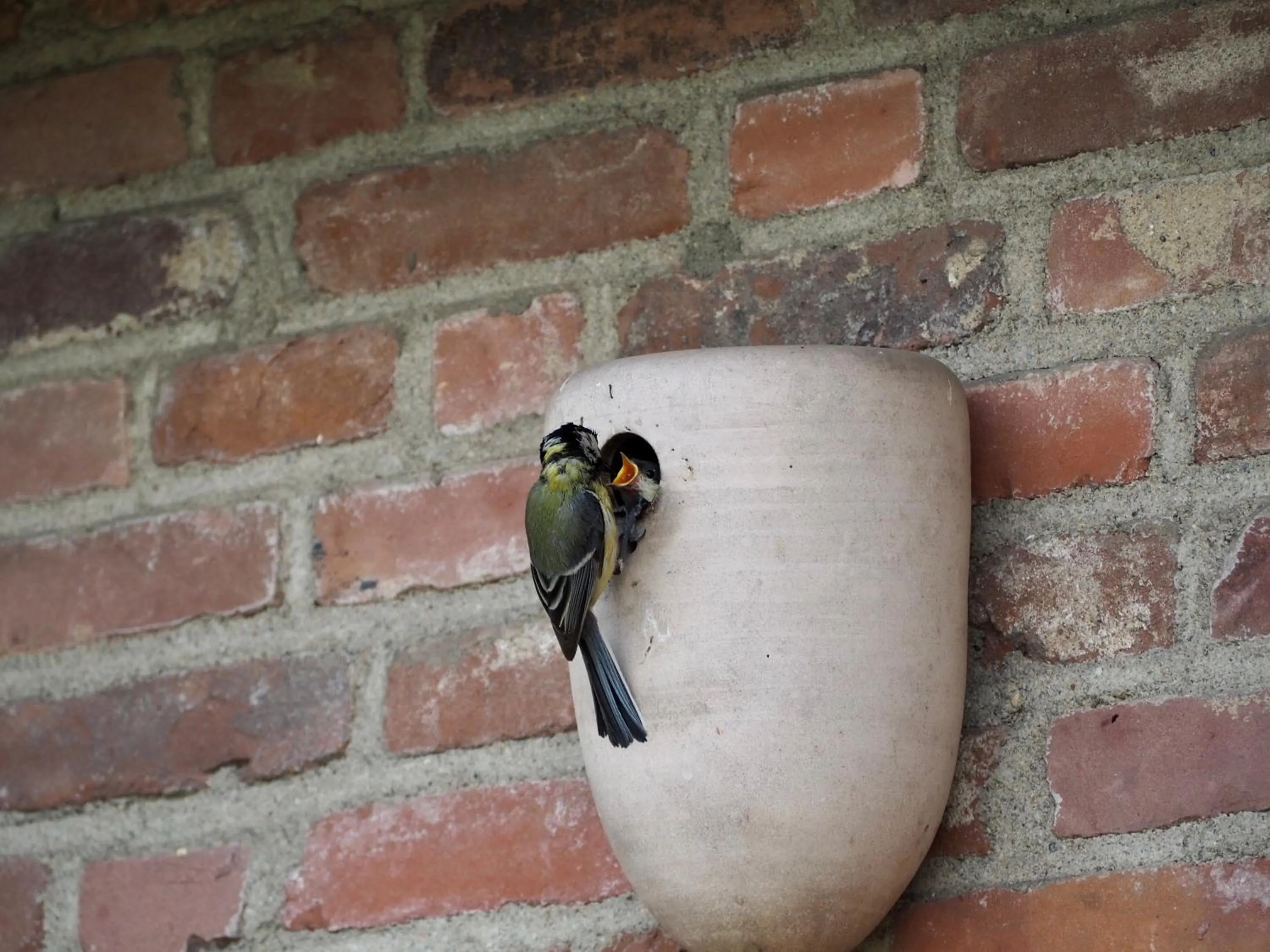 Animals in BnB De Peelvos