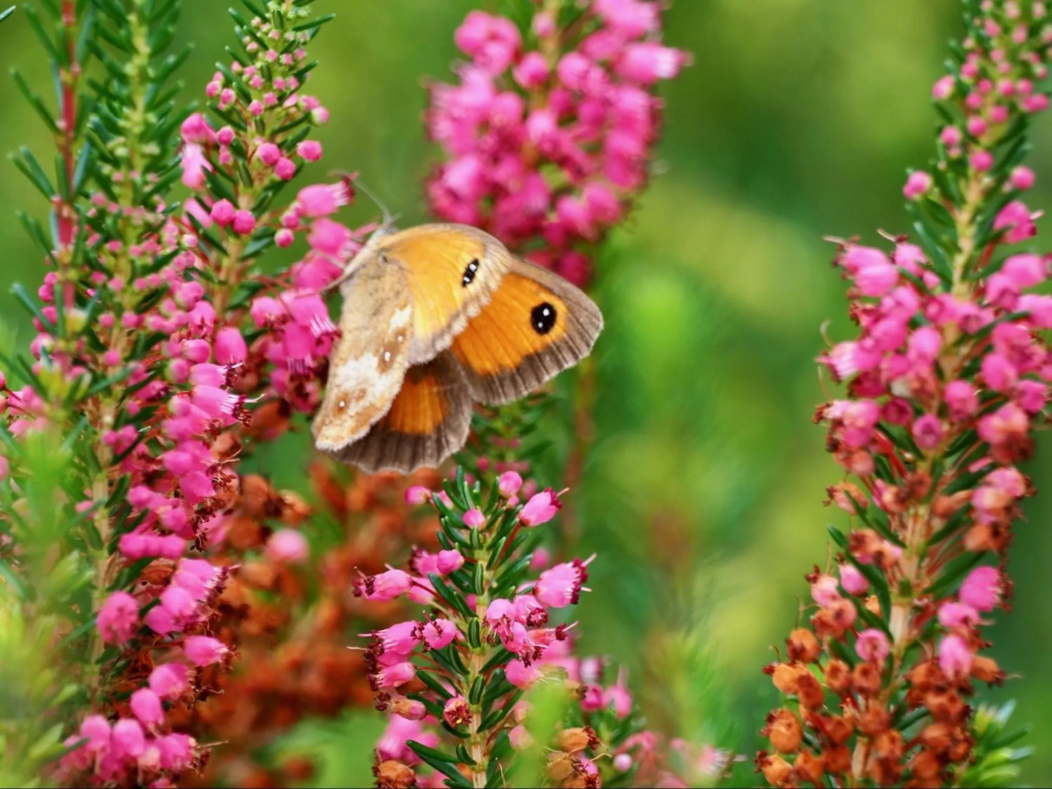 Animals in BnB De Peelvos